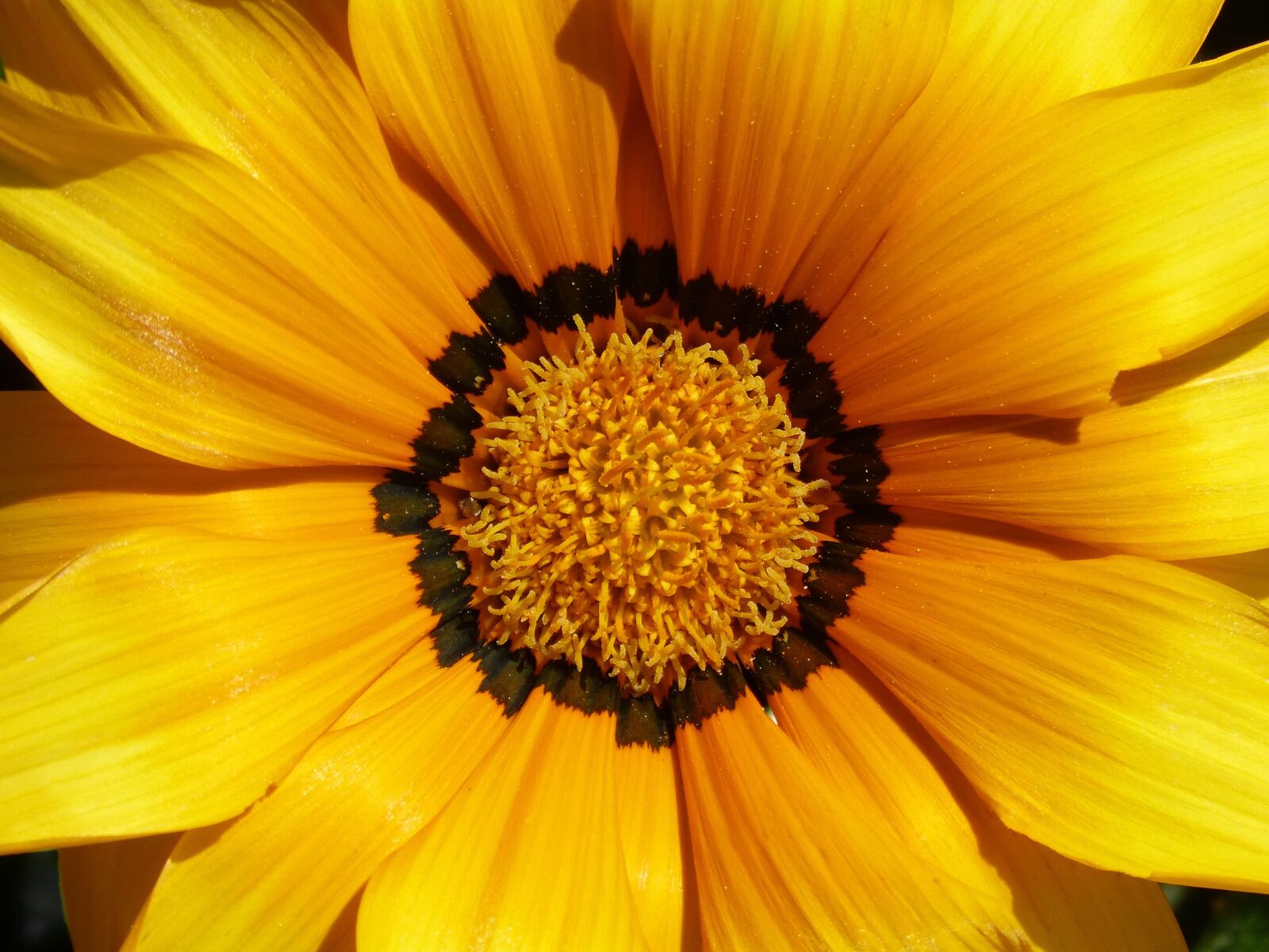 Panasonic DMC-FZ62 sample photo. Flower, petals, pollen photography