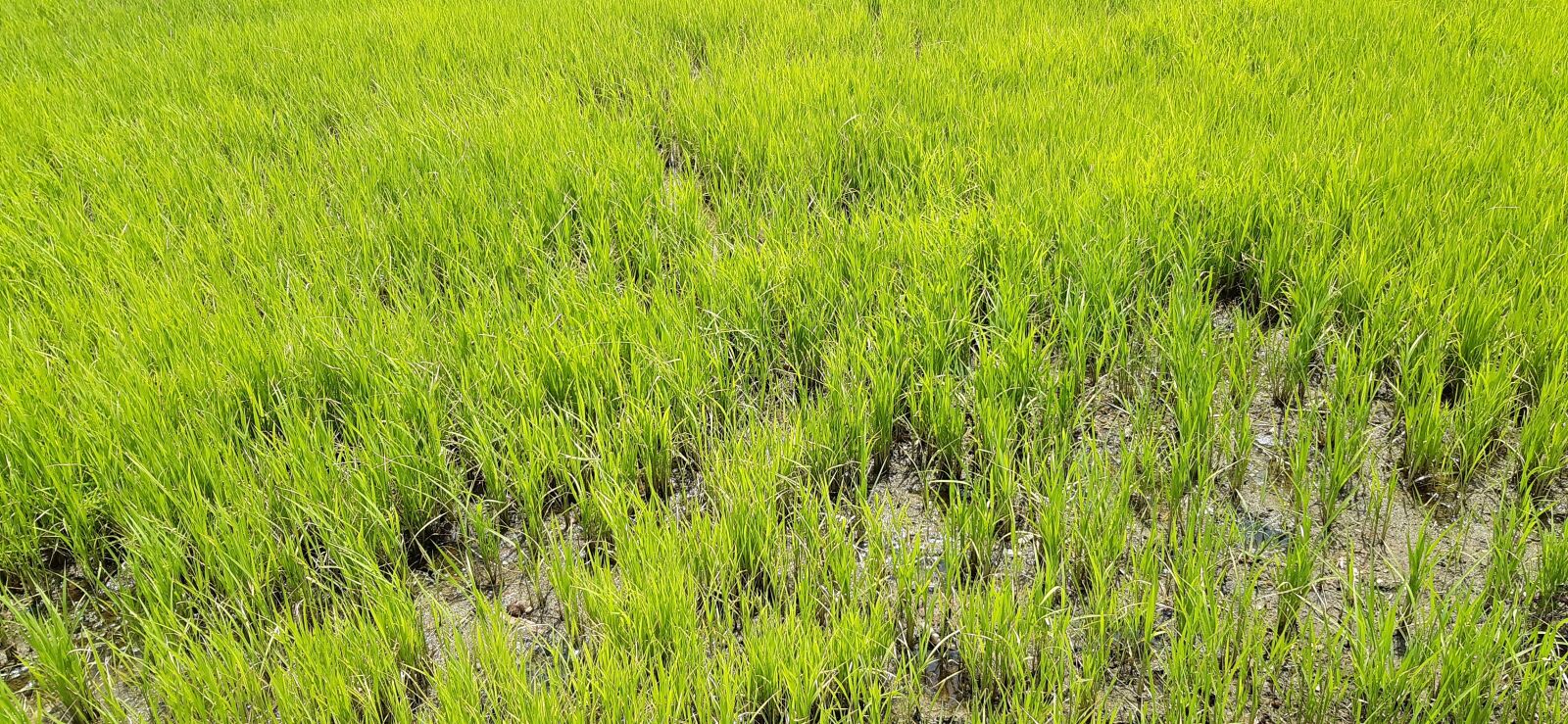 Samsung Galaxy A30 sample photo. Rice, rice plant, rice photography