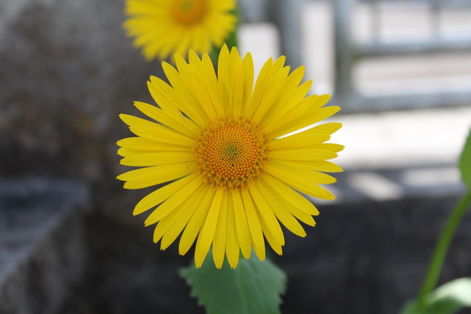 Canon EOS 1300D (EOS Rebel T6 / EOS Kiss X80) sample photo. Flower, yellow, stone photography
