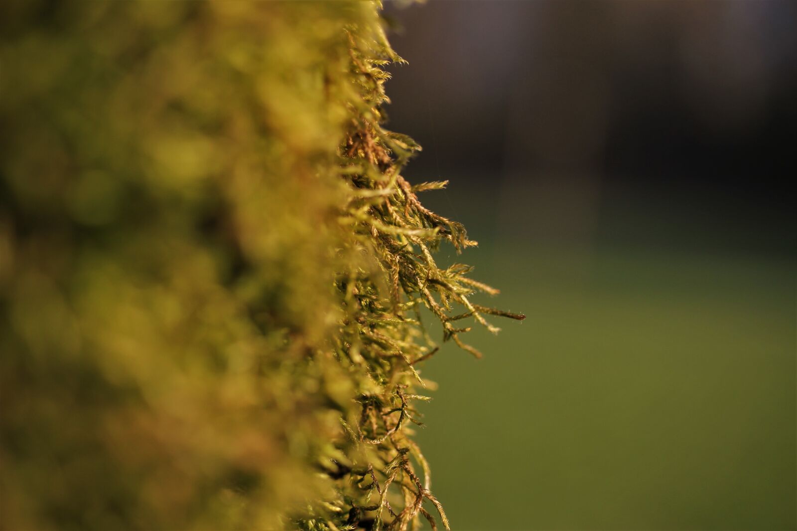 Canon EOS 7D sample photo. Moss, tree moss, tree photography