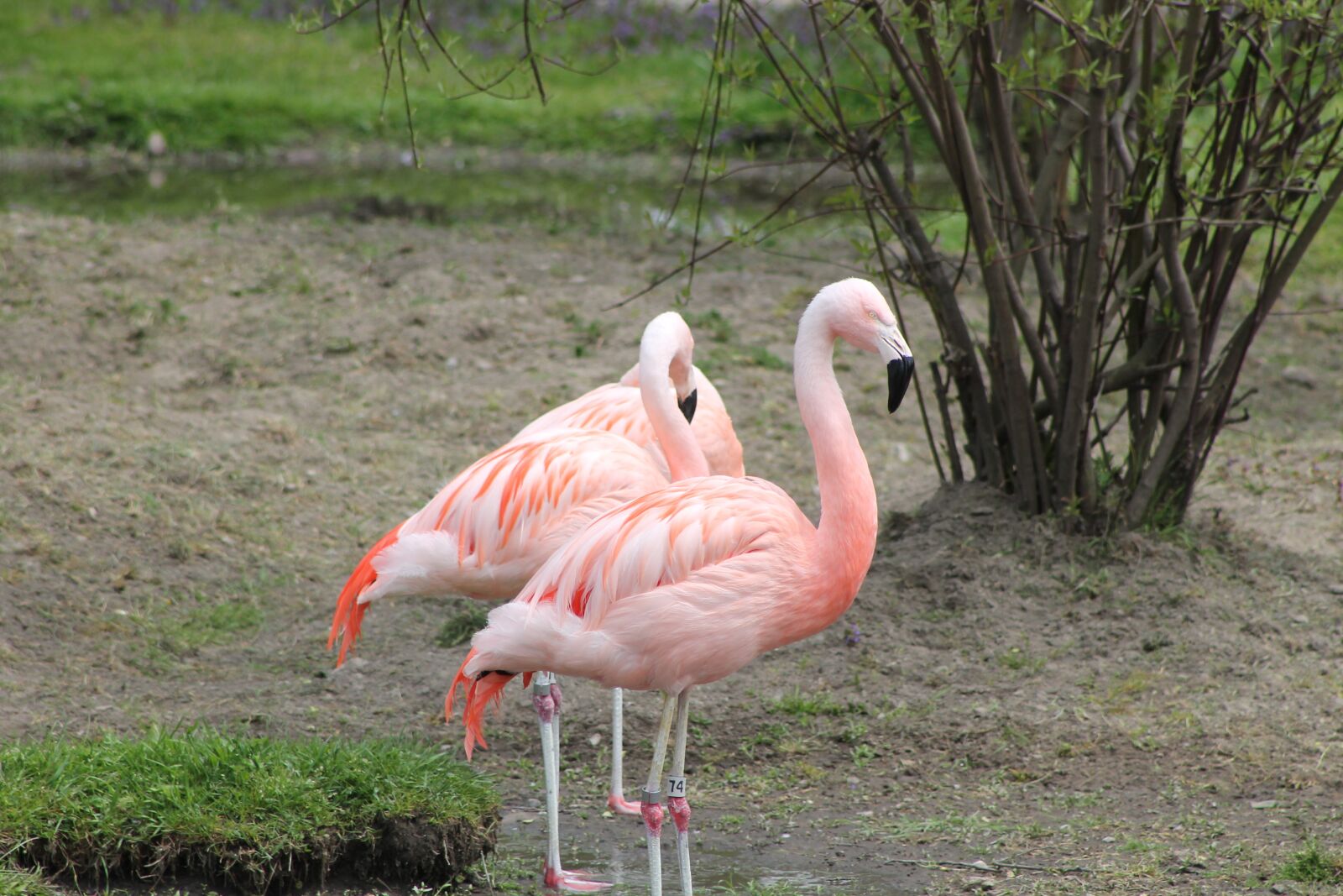 Canon EF 75-300mm f/4-5.6 sample photo. Birds, pink flamingo, exotic photography