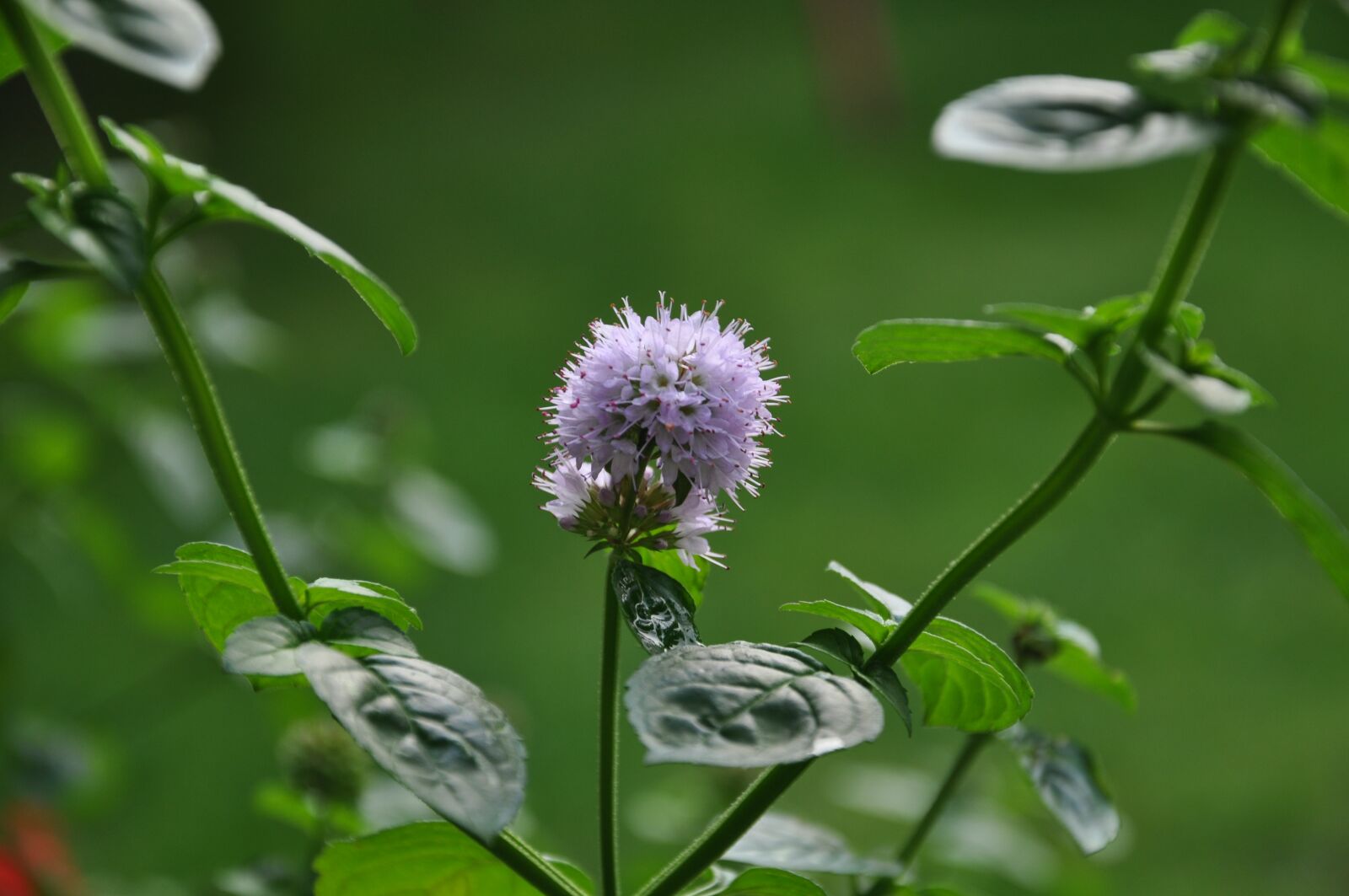Nikon D5000 sample photo. Mint, flower, summer photography