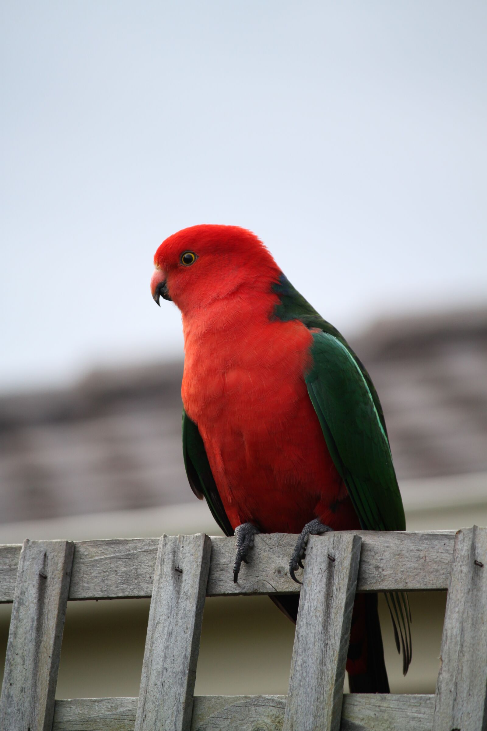 Canon EOS 500D (EOS Rebel T1i / EOS Kiss X3) sample photo. Parrot, bird, king parrot photography