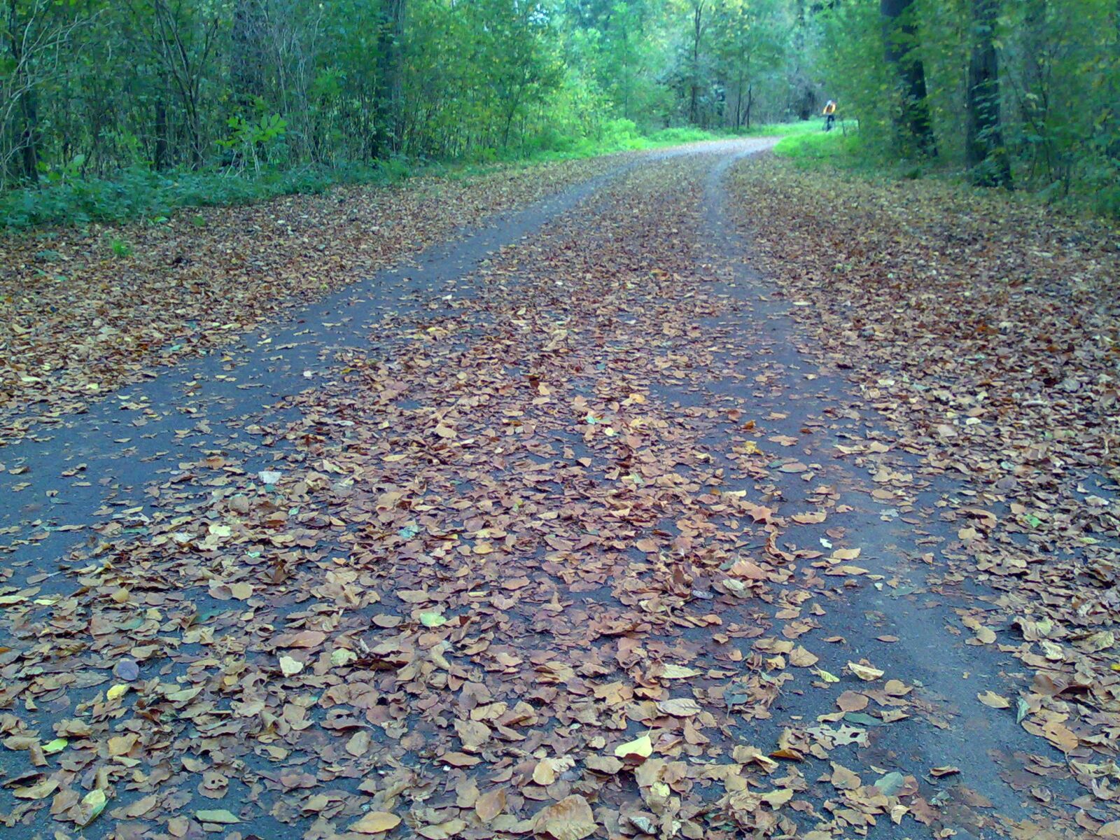 Nokia E90 sample photo. Autumn, forrest, leaves, trail photography