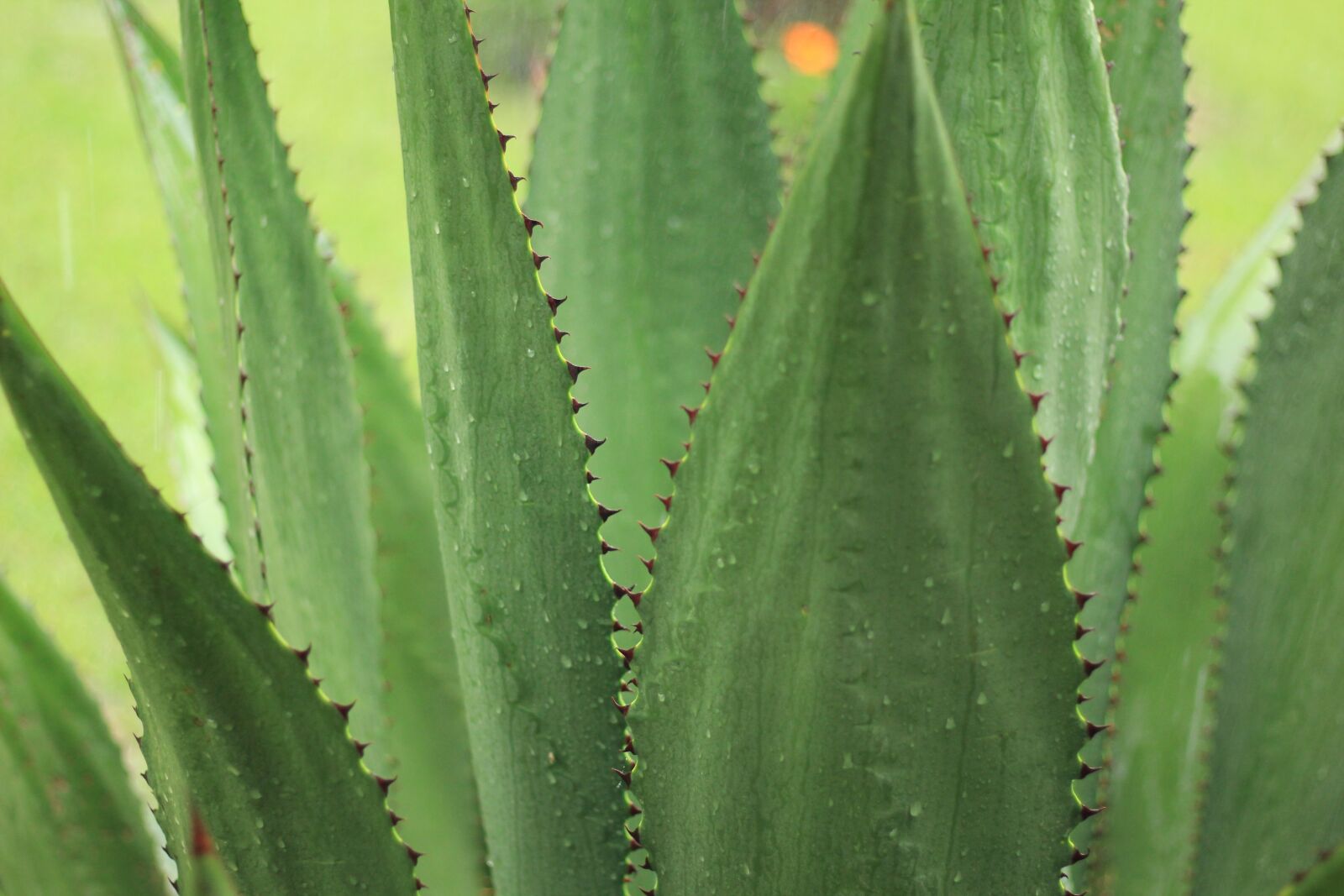 Canon EOS 60D + Canon EF 50mm F1.8 STM sample photo. Agave, outdoor, nature photography