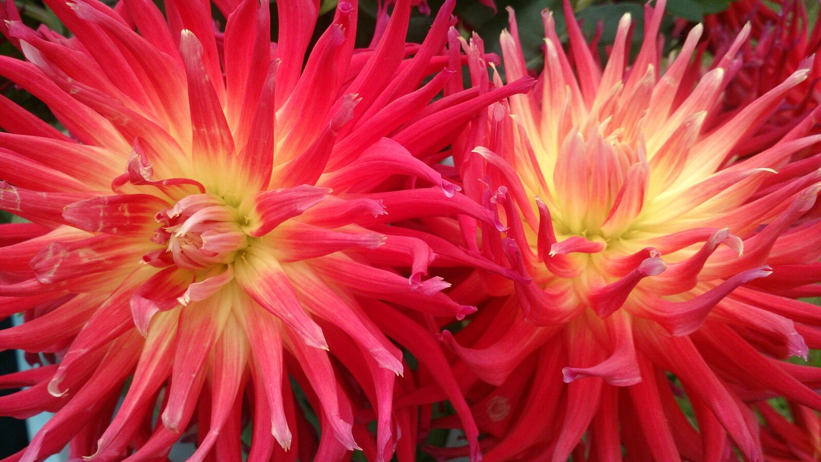 Sony Xperia Z sample photo. Flower, plant, blossom photography