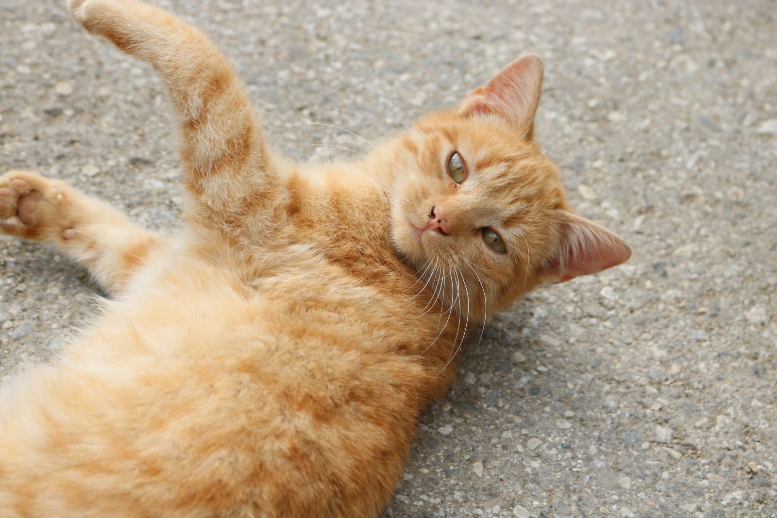 Canon EOS 750D (EOS Rebel T6i / EOS Kiss X8i) sample photo. Cat, animal, pet photography