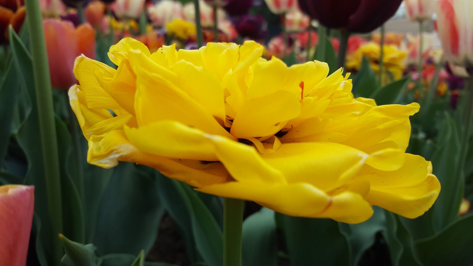 Samsung GALAXY S6 edge sample photo. Blossom, bloom, yellow photography