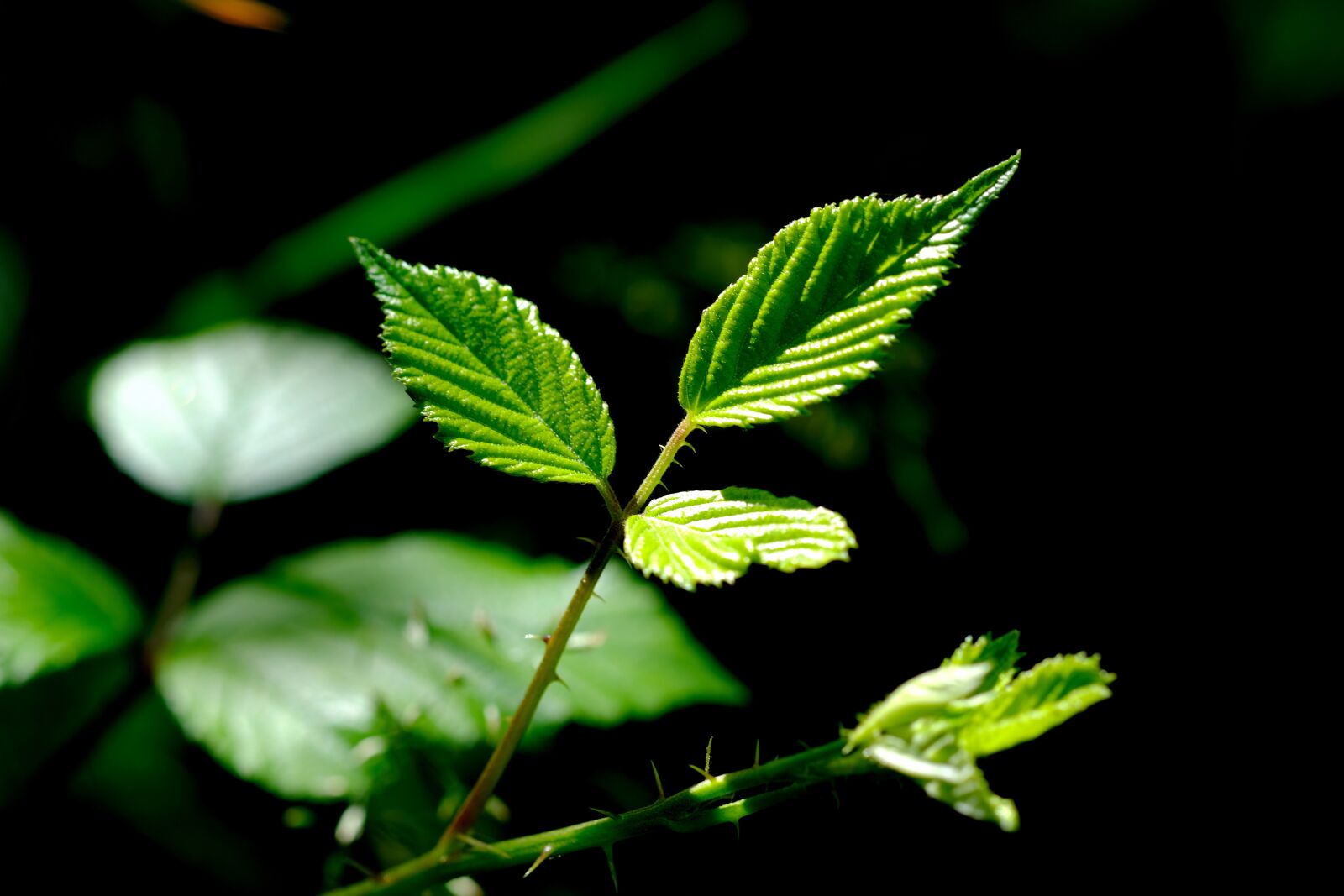 Fujifilm X-T20 sample photo. Blackberry leaves, leaves, summer photography