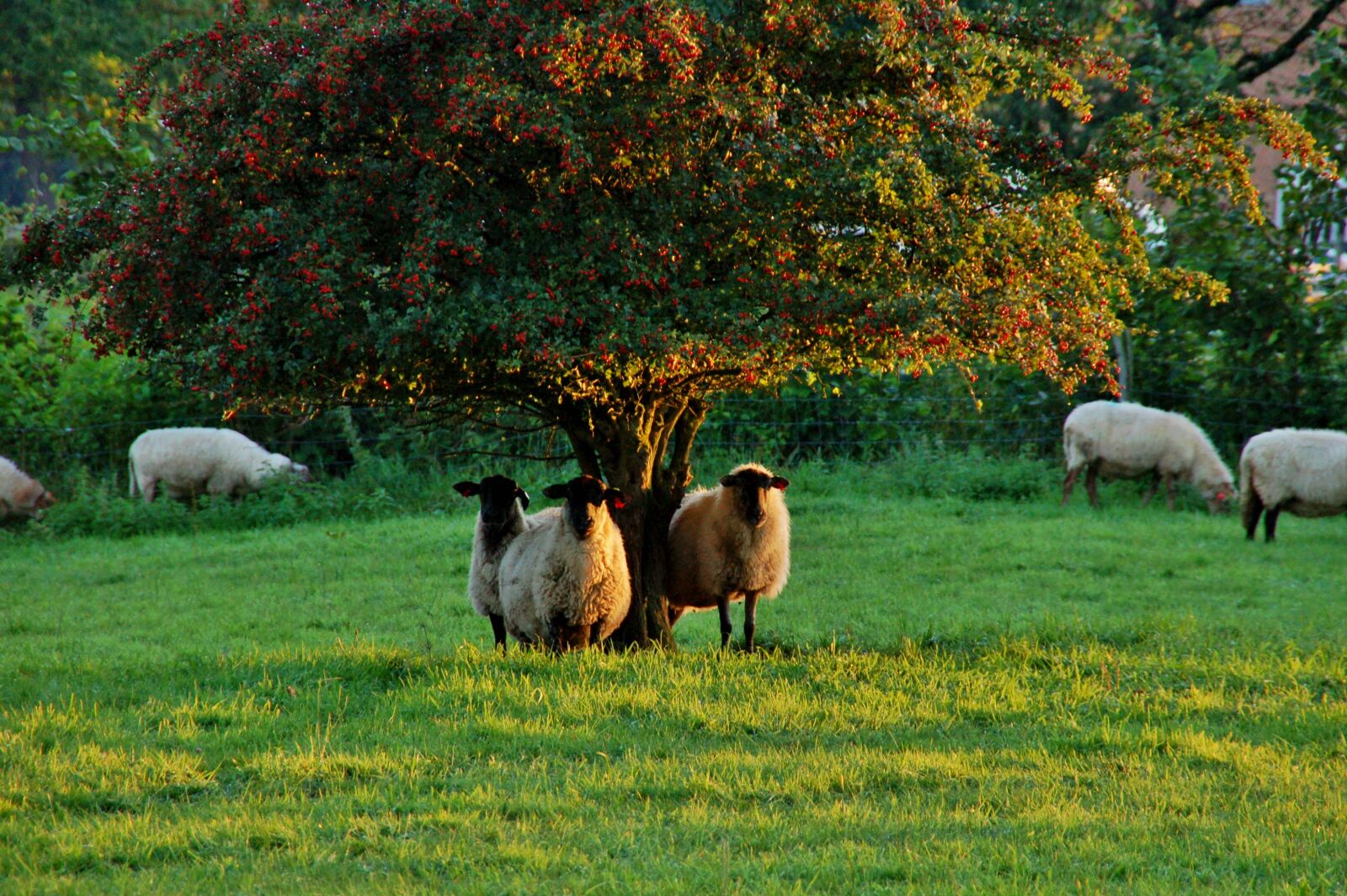 Nikon D50 sample photo. Sheep, black head photography