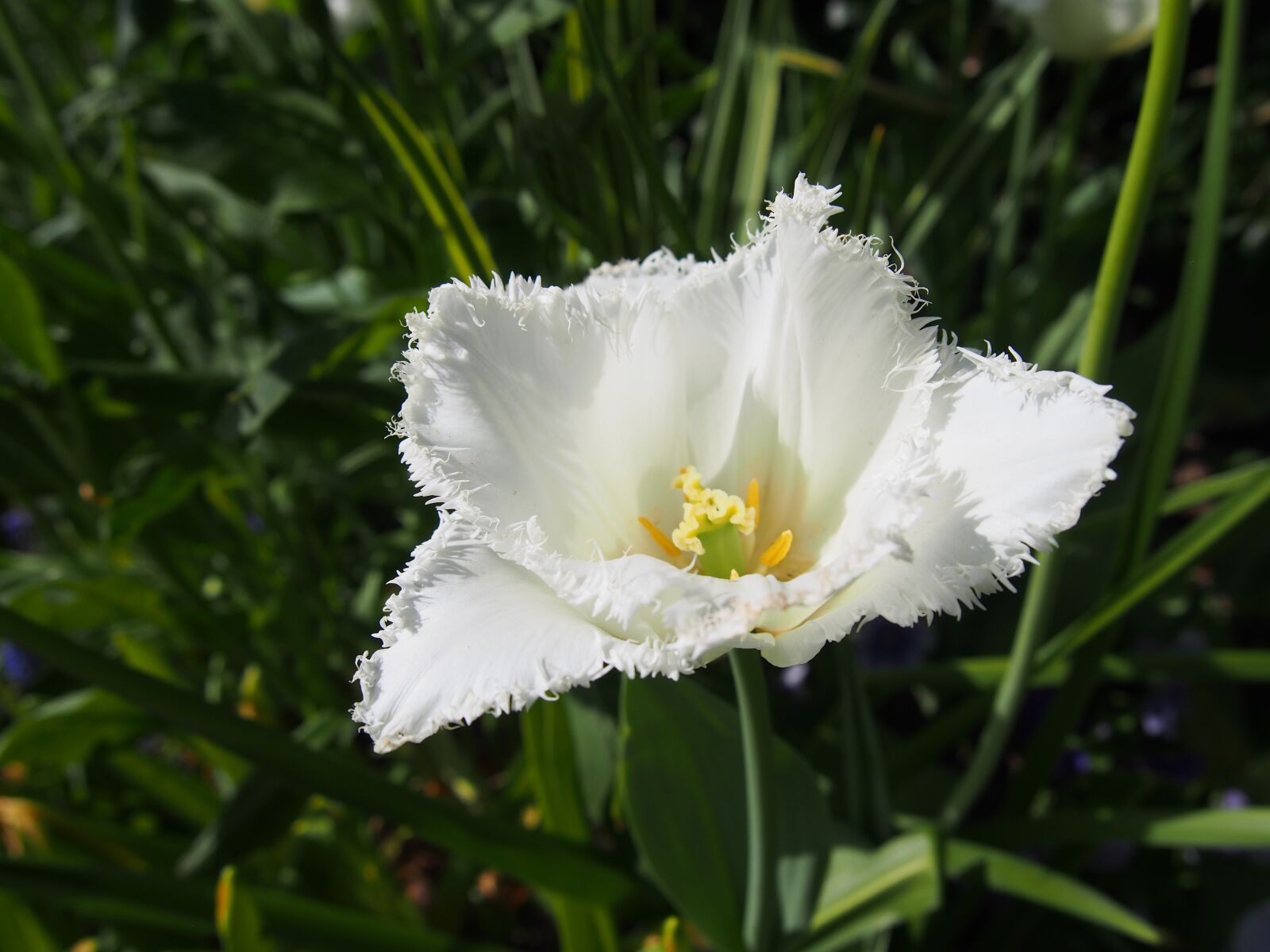 Olympus PEN E-PL6 sample photo. Nature, plant, flower photography