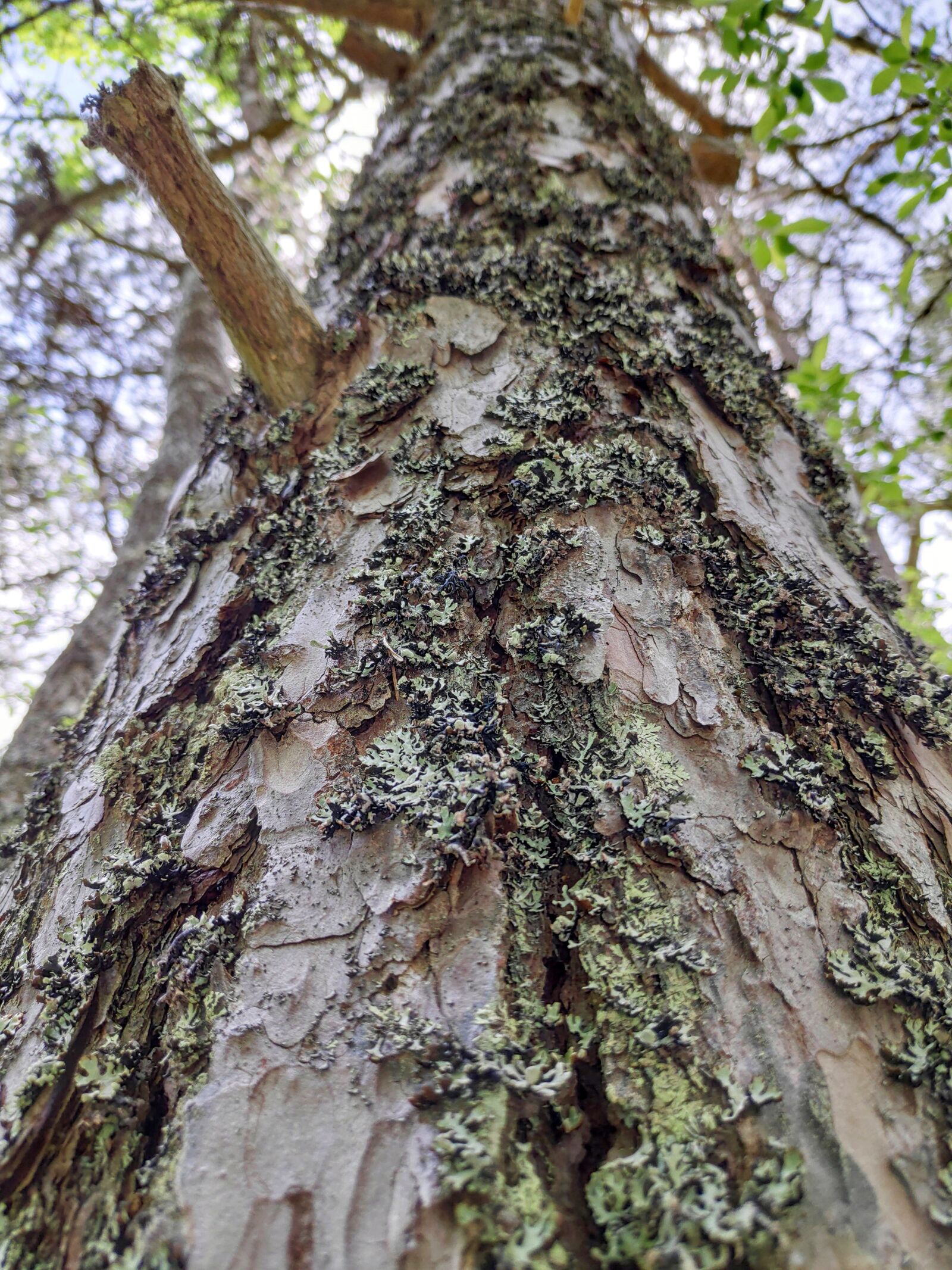 Xiaomi POCO F1 sample photo. Bark, tree, texture photography