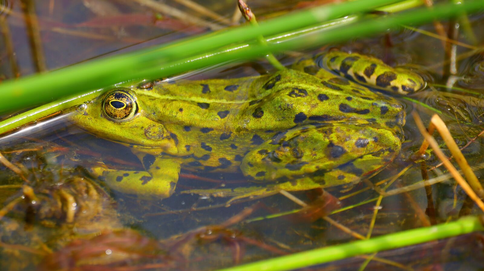 150-600mm F5-6.3 DG OS HSM | Contemporary 015 sample photo. Frog, toad, pond photography