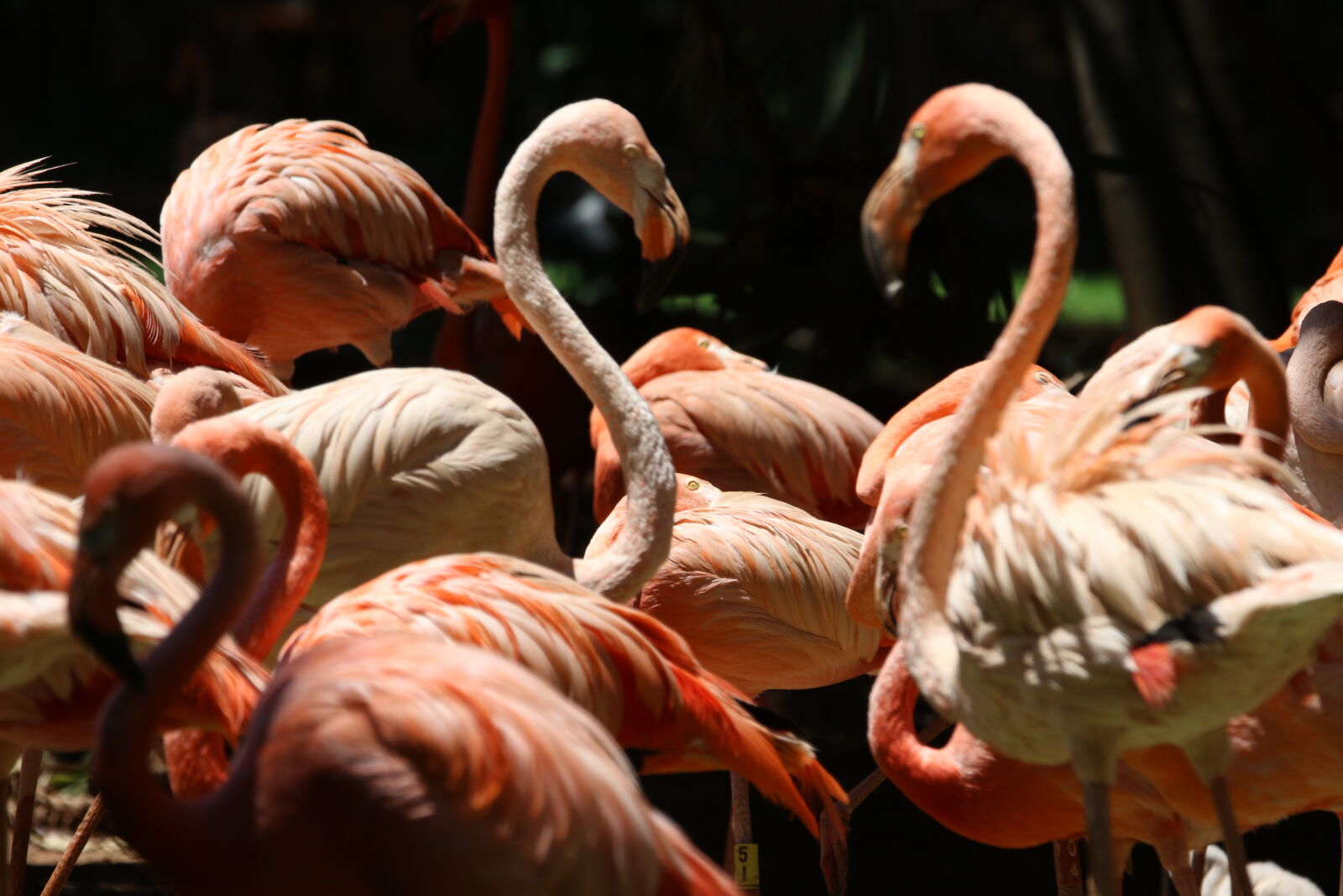 Canon EOS 7D Mark II sample photo. Animals, birds, breed, flamingos photography
