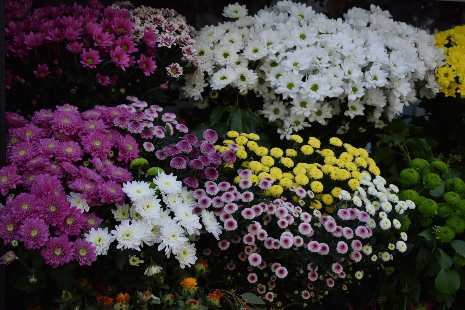 Nikon D3300 sample photo. Flowers, rose, the wild photography