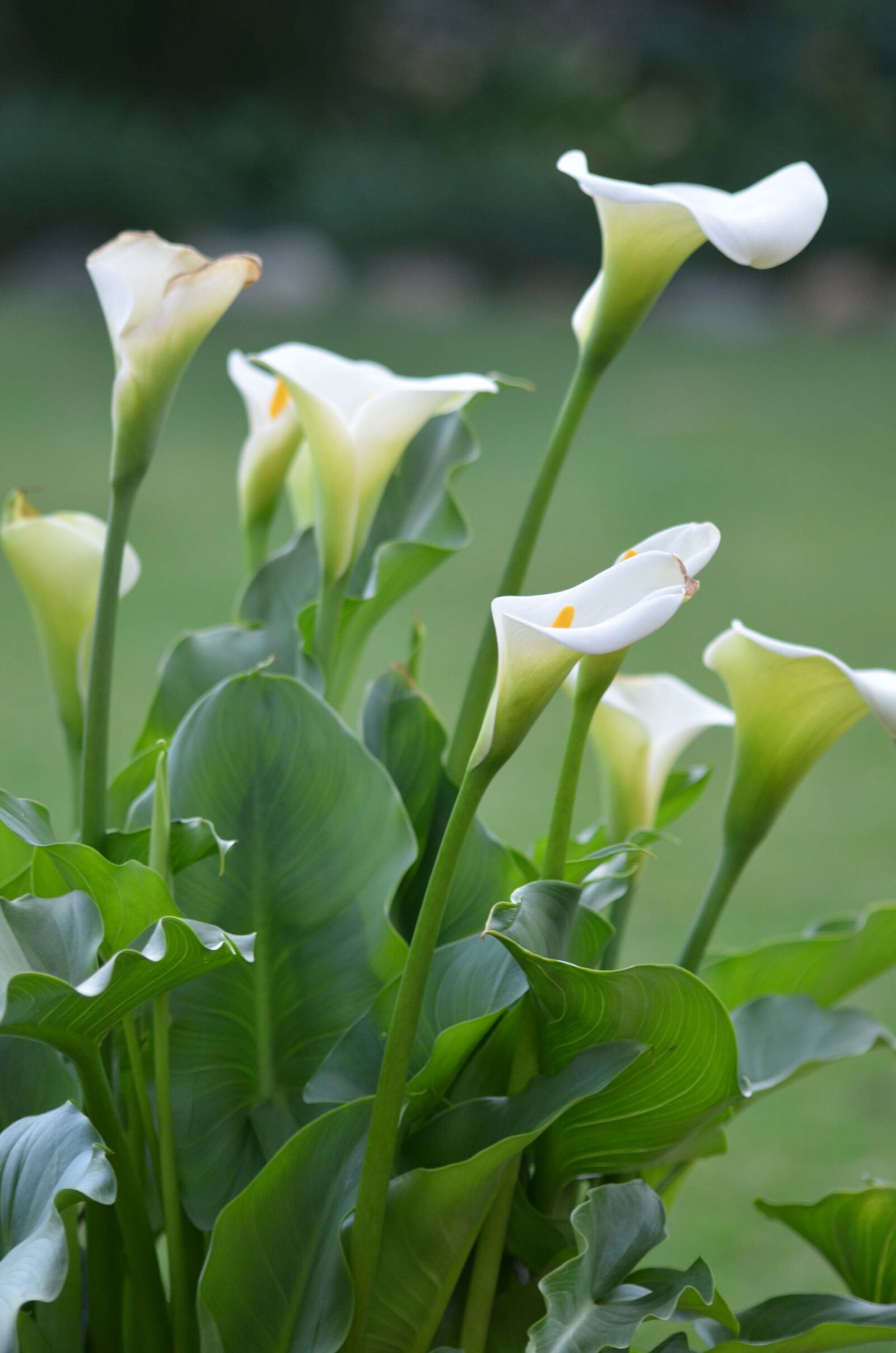 Nikon D7000 sample photo. Arum, lillies photography