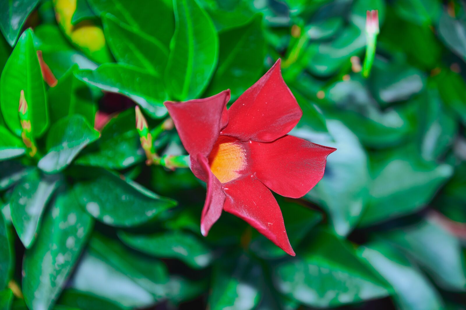 Nikon D7200 sample photo. Flower, garden, red photography