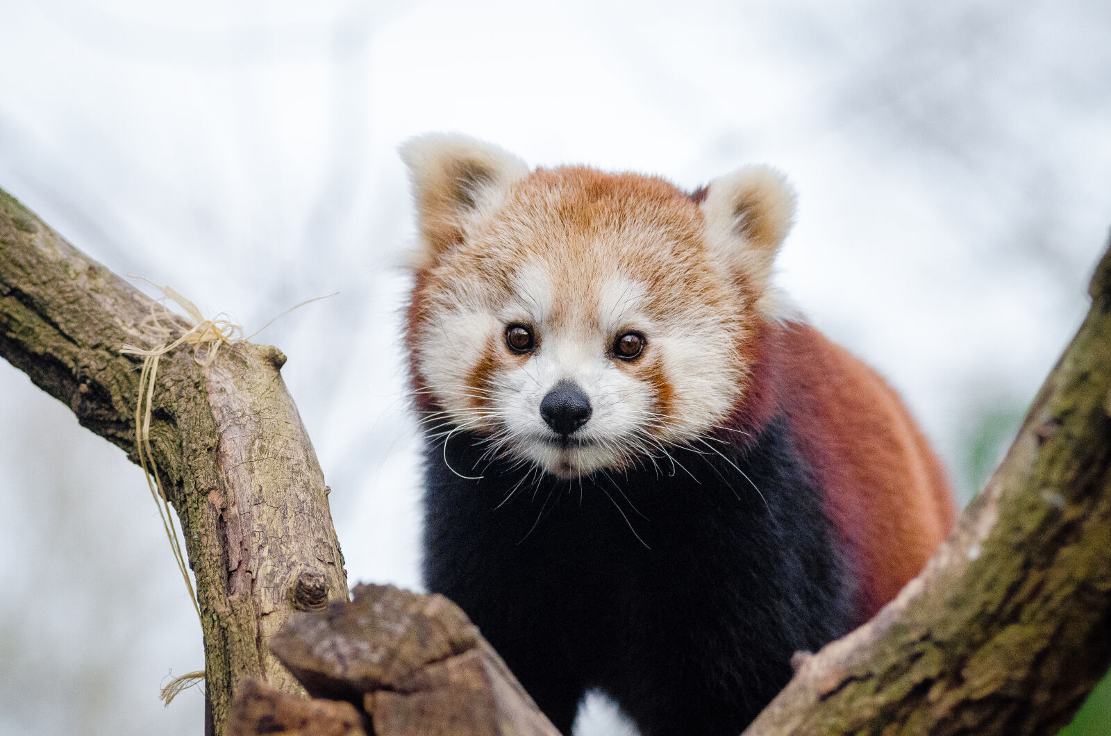 AF Zoom-Nikkor 80-200mm f/2.8 ED sample photo