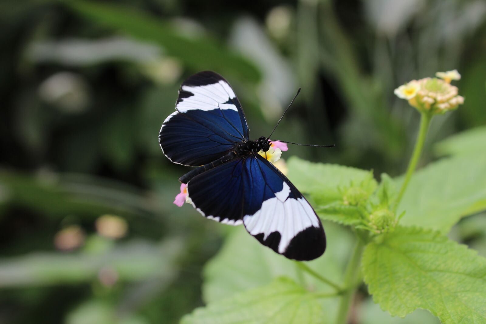 Canon EOS 600D (Rebel EOS T3i / EOS Kiss X5) sample photo. Butterfly, insect, close up photography