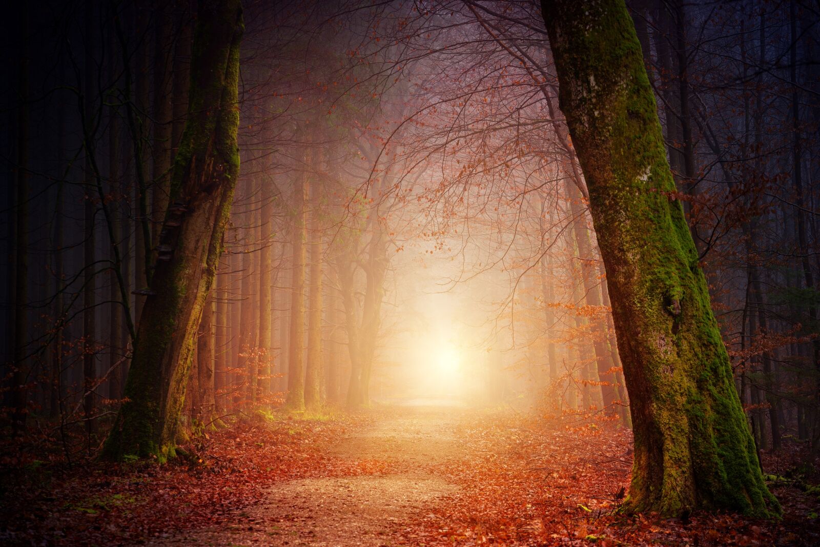 Sony a7 + Sony DT 50mm F1.8 SAM sample photo. Nature, forest, trees photography