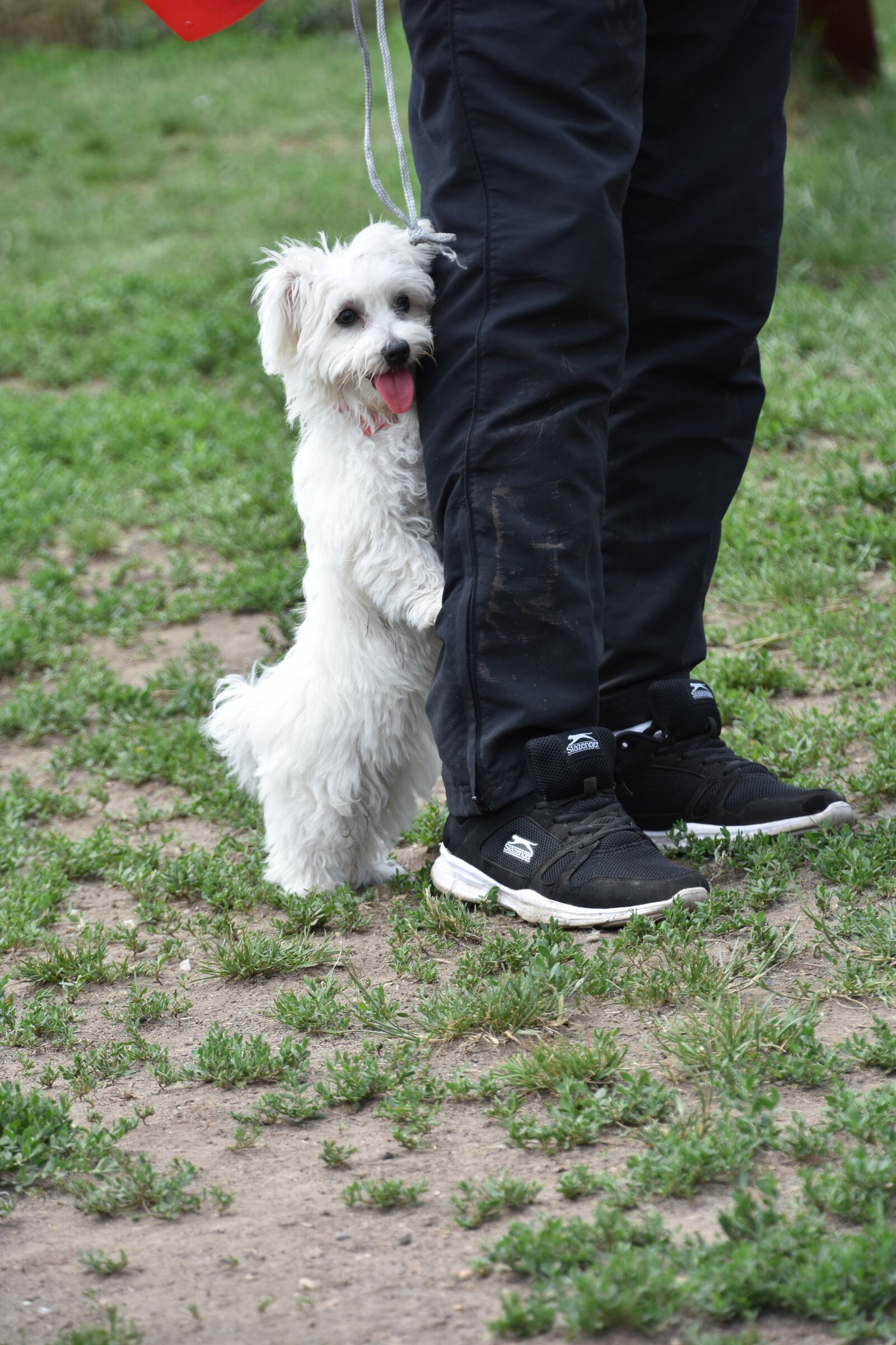 Nikon D7200 sample photo. Dog, puppy, pet photography