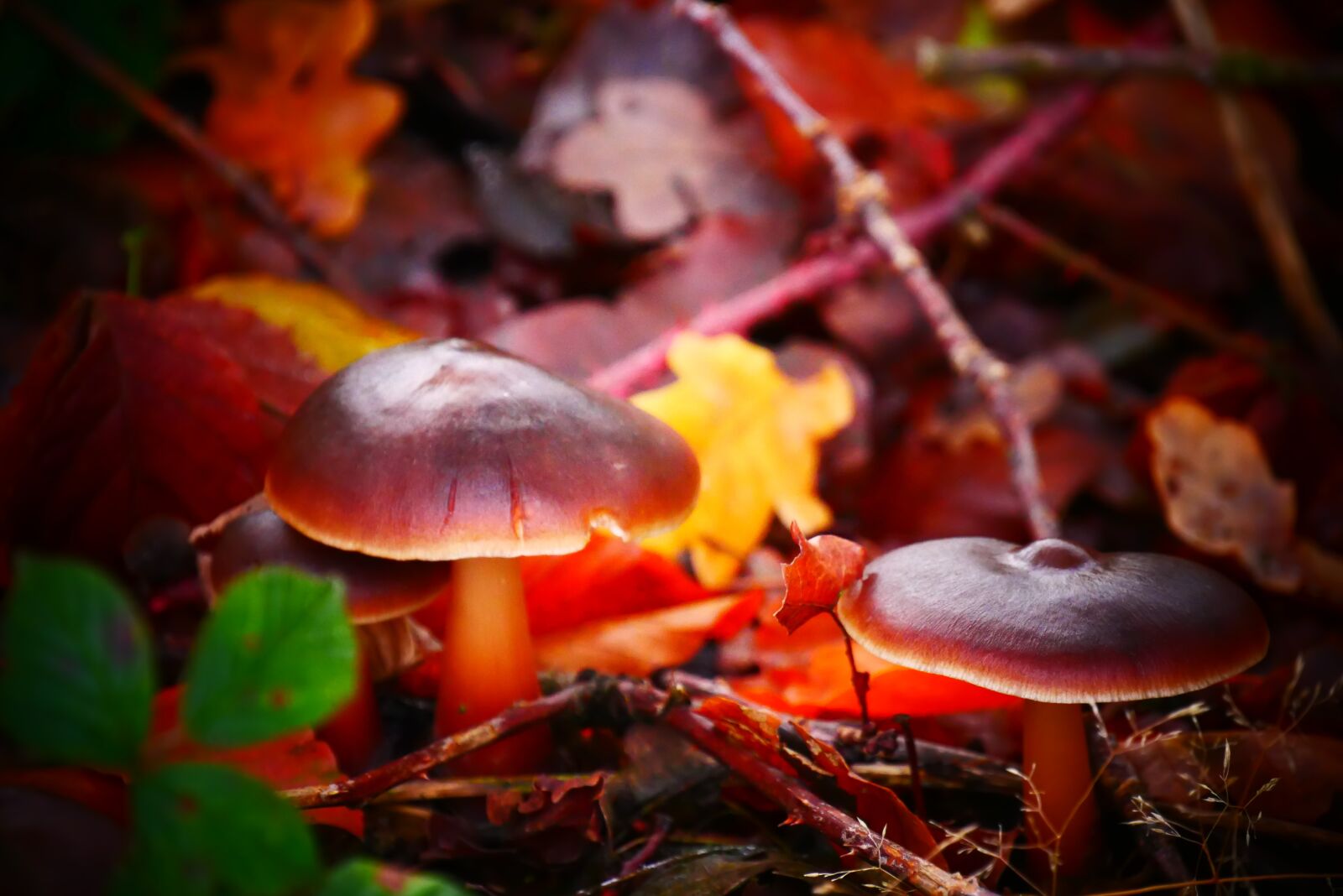 Panasonic Lumix DMC-G85 (Lumix DMC-G80) sample photo. Mushroom, autumn, agaric photography