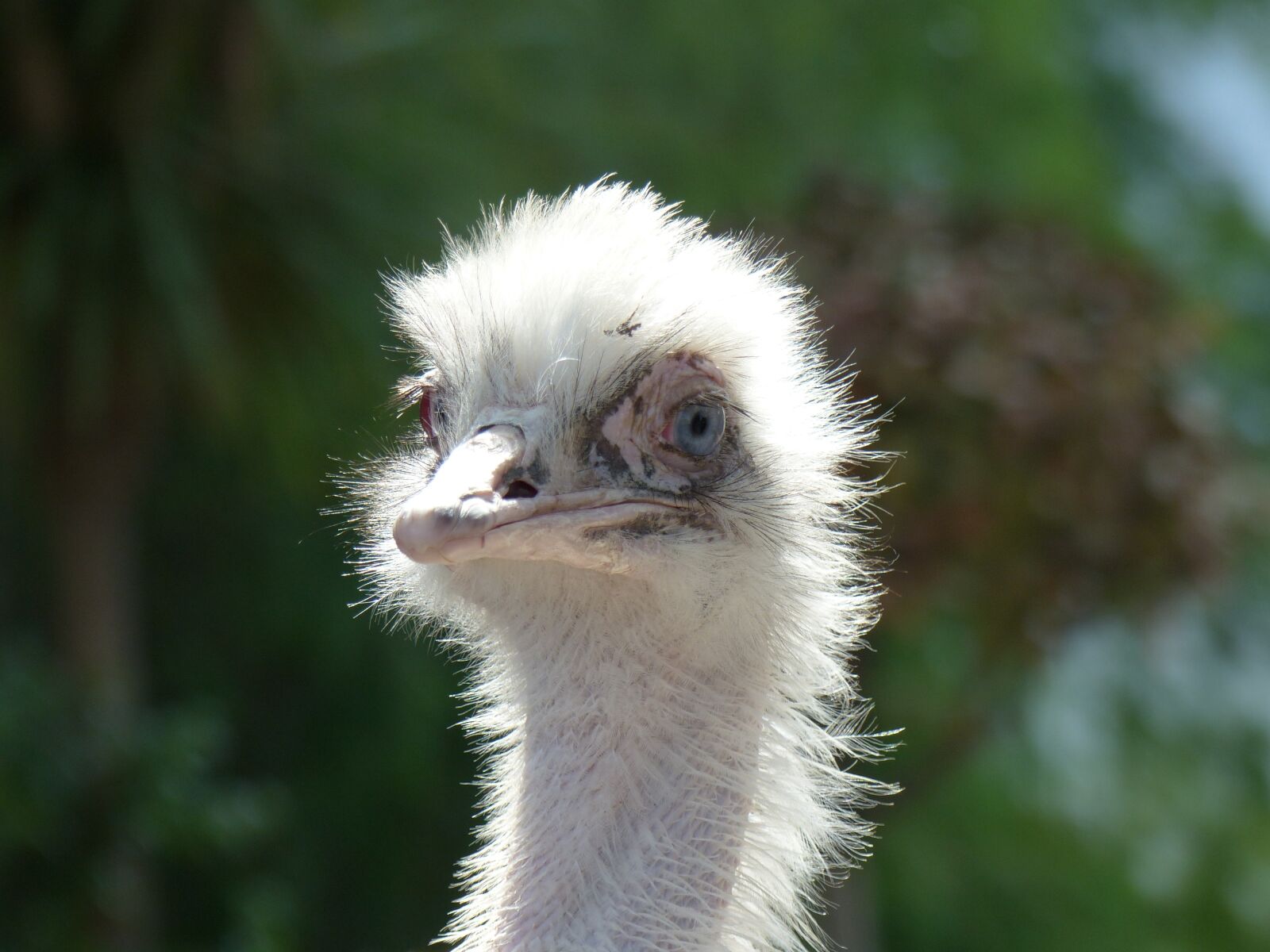 Panasonic Lumix DMC-FZ200 sample photo. Ostrich, animal, bird photography