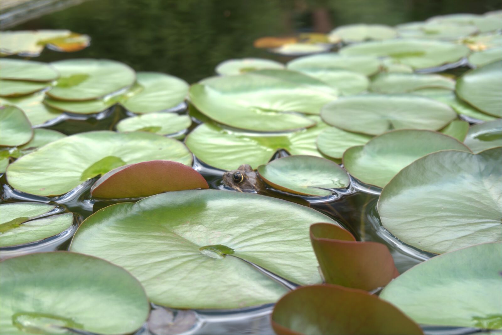 Sony a6300 sample photo. Frog, pond, water lily photography