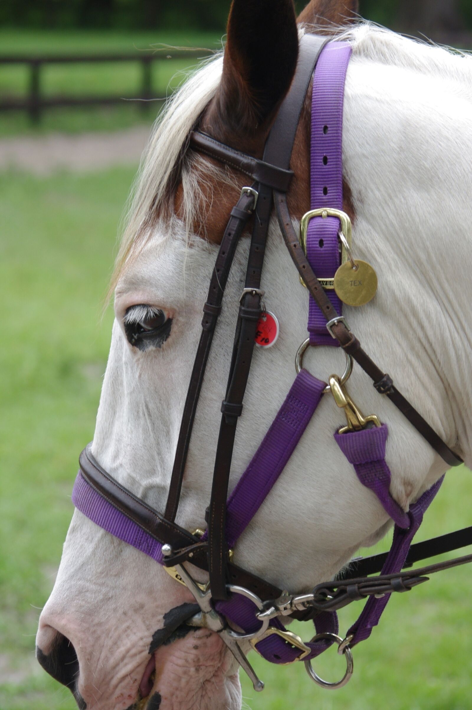 Pentax K-x sample photo. Horse, champion, competition photography