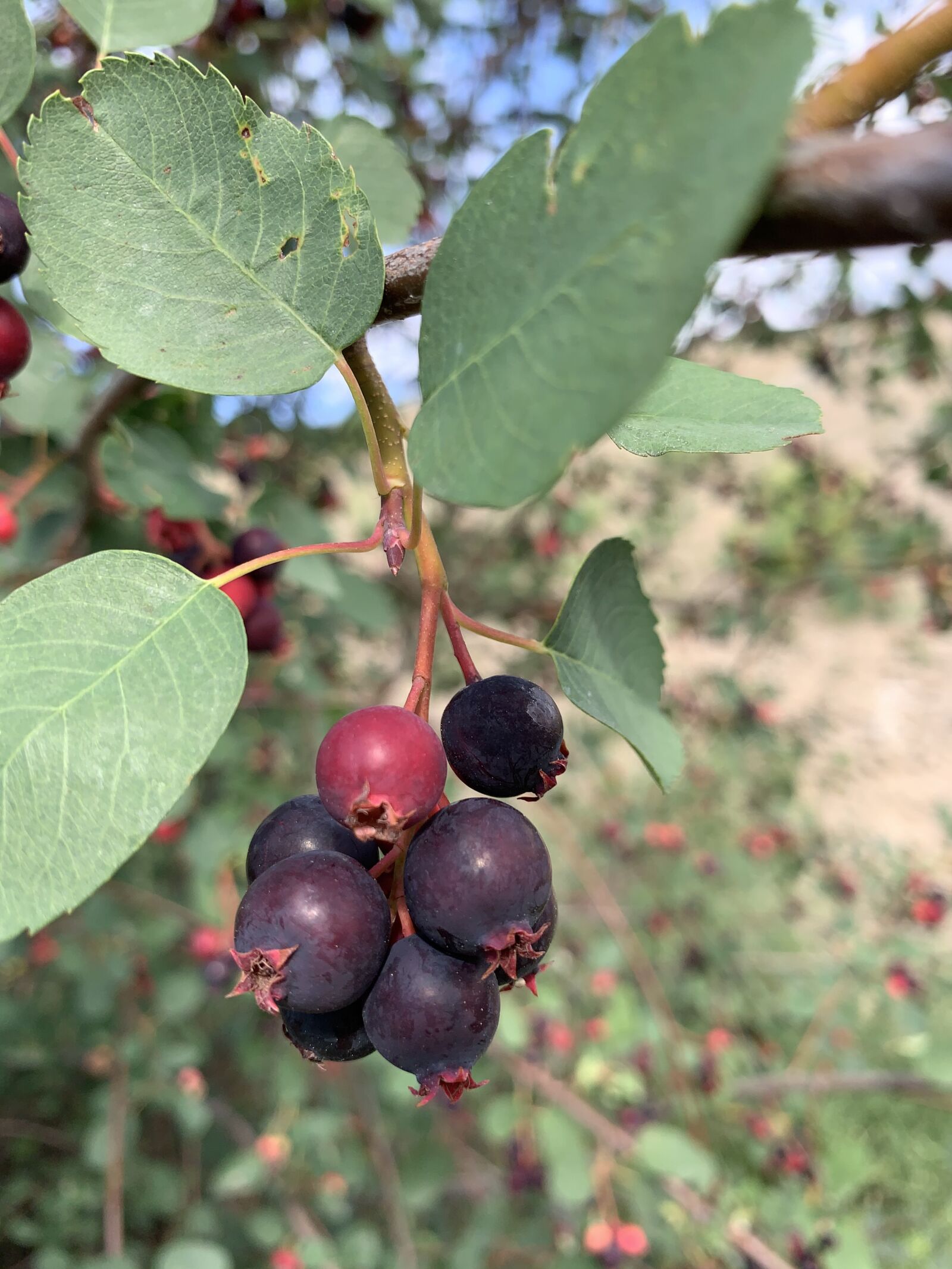 Apple iPhone XR sample photo. Wild, berries, saskatoon berries photography