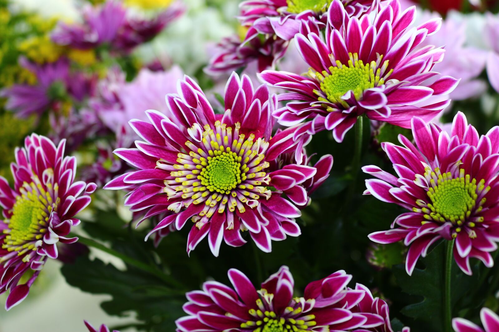 Canon EOS 700D (EOS Rebel T5i / EOS Kiss X7i) sample photo. Flower, nature, flora photography