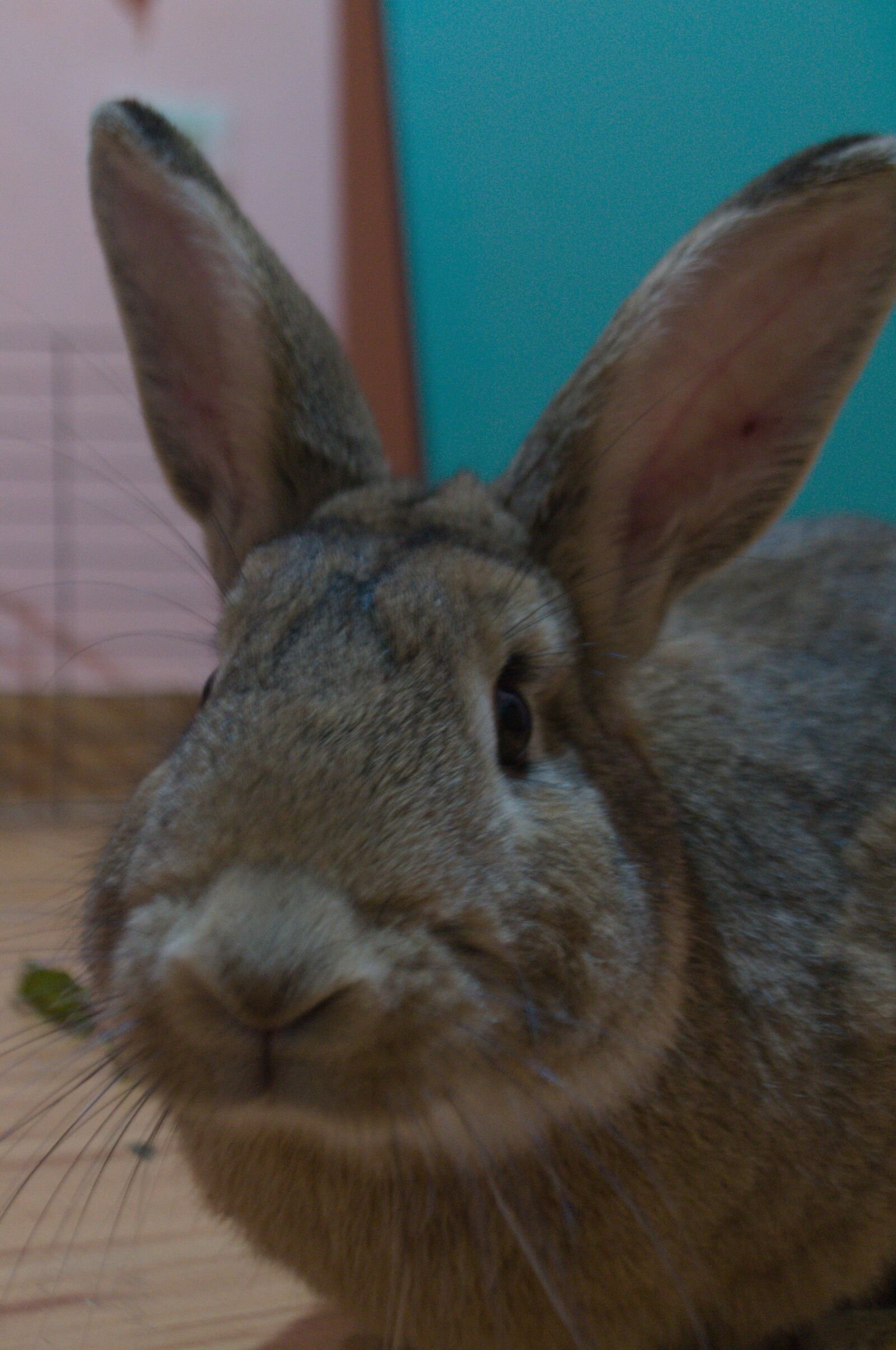 Nikon D3100 sample photo. Rabbit, bunny, pet photography