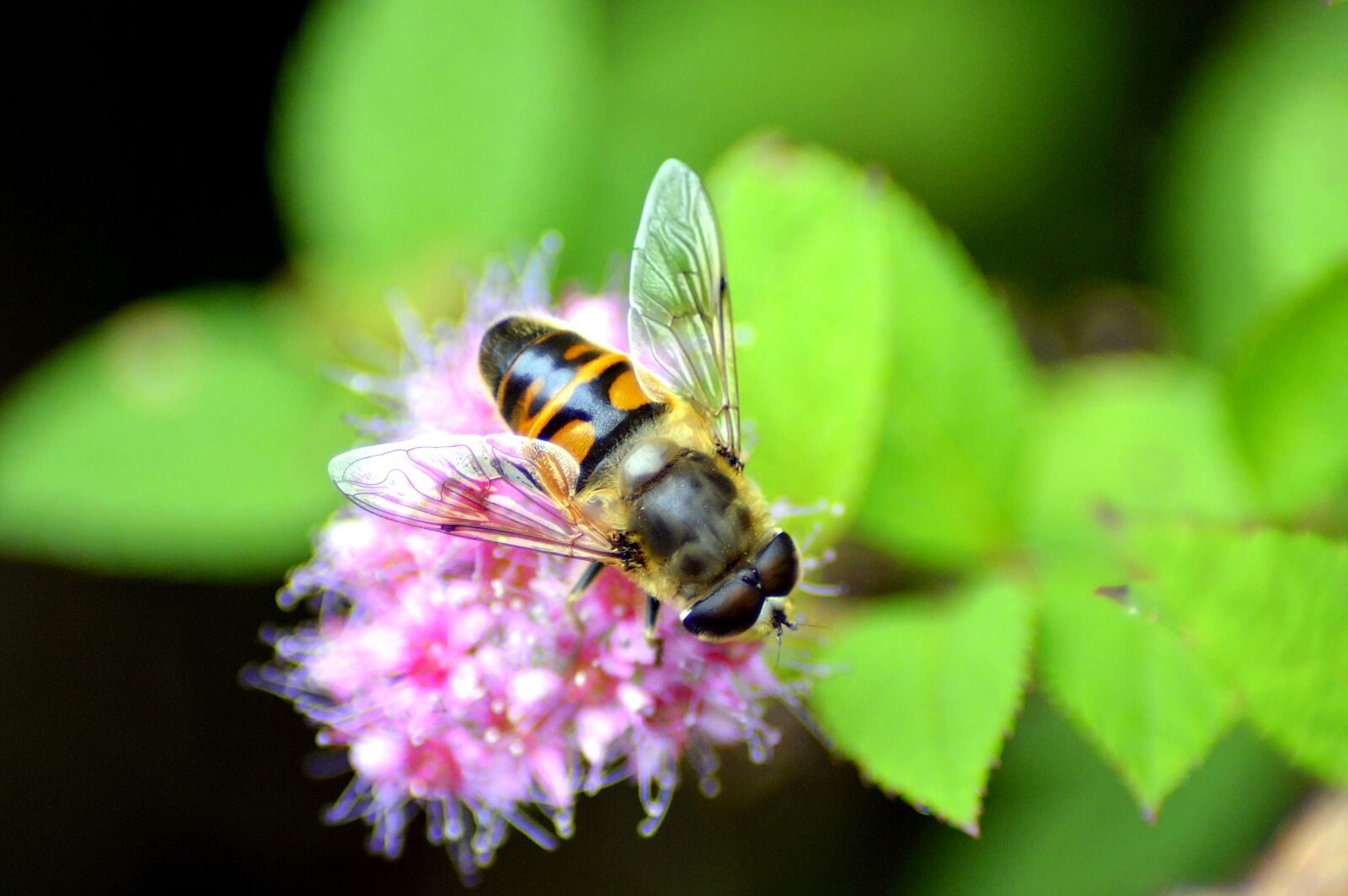 Nikon D3200 sample photo. Bee, nectar, sprinkle photography