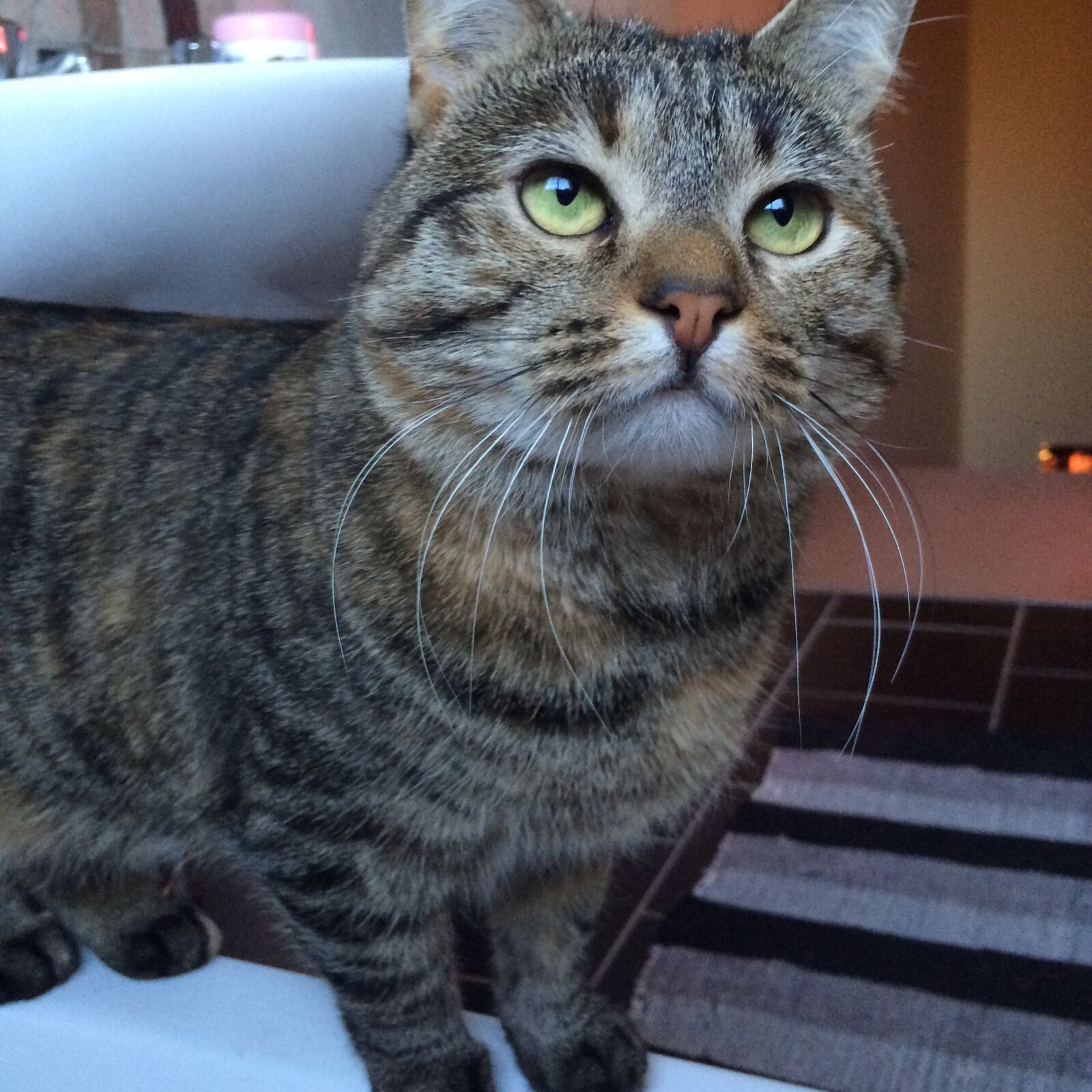 iPhone 5s back camera 4.15mm f/2.2 sample photo. Cat, eyes, cat, love photography