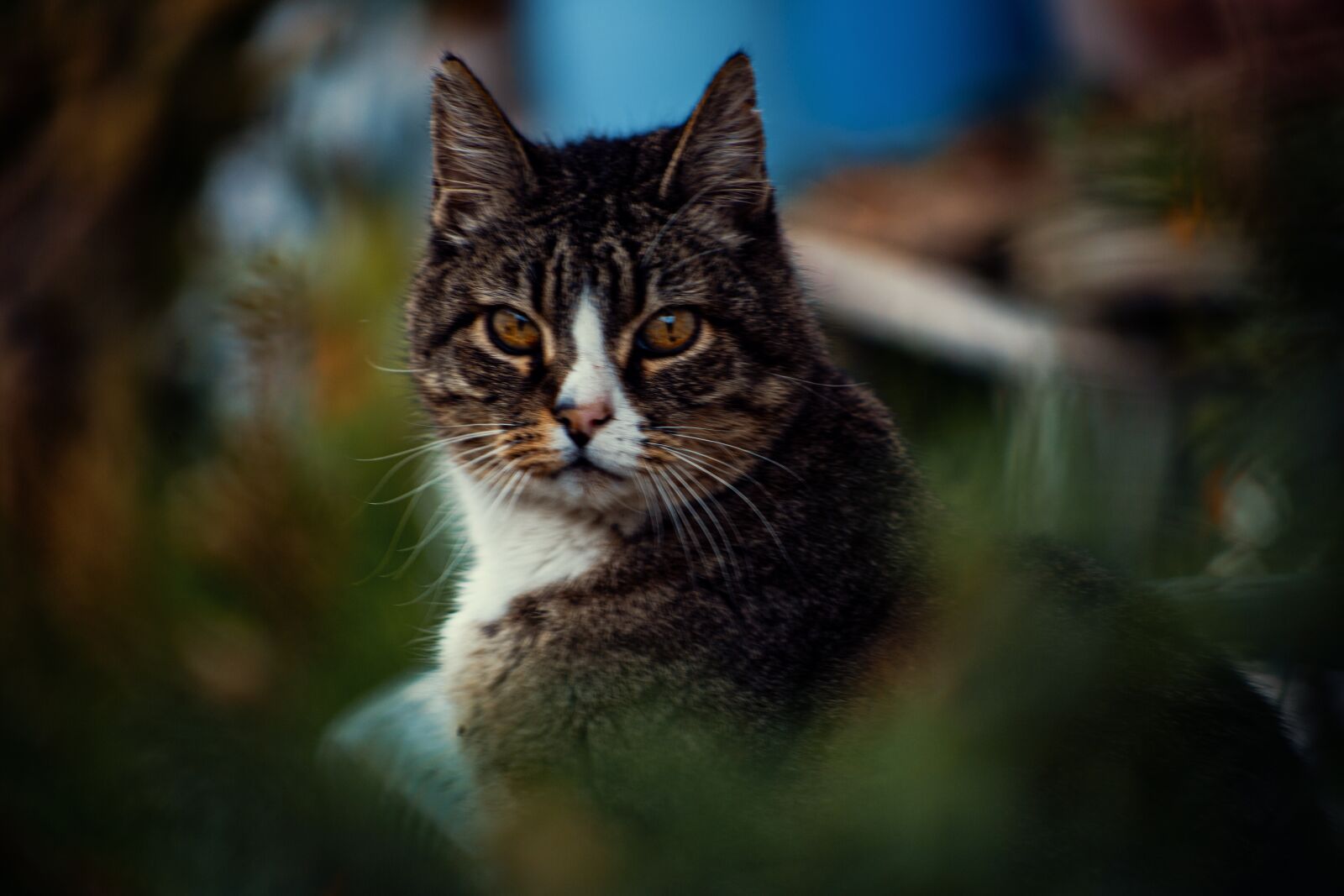 Canon EF75-300mm f/4-5.6 sample photo. Cat, cats, animals photography