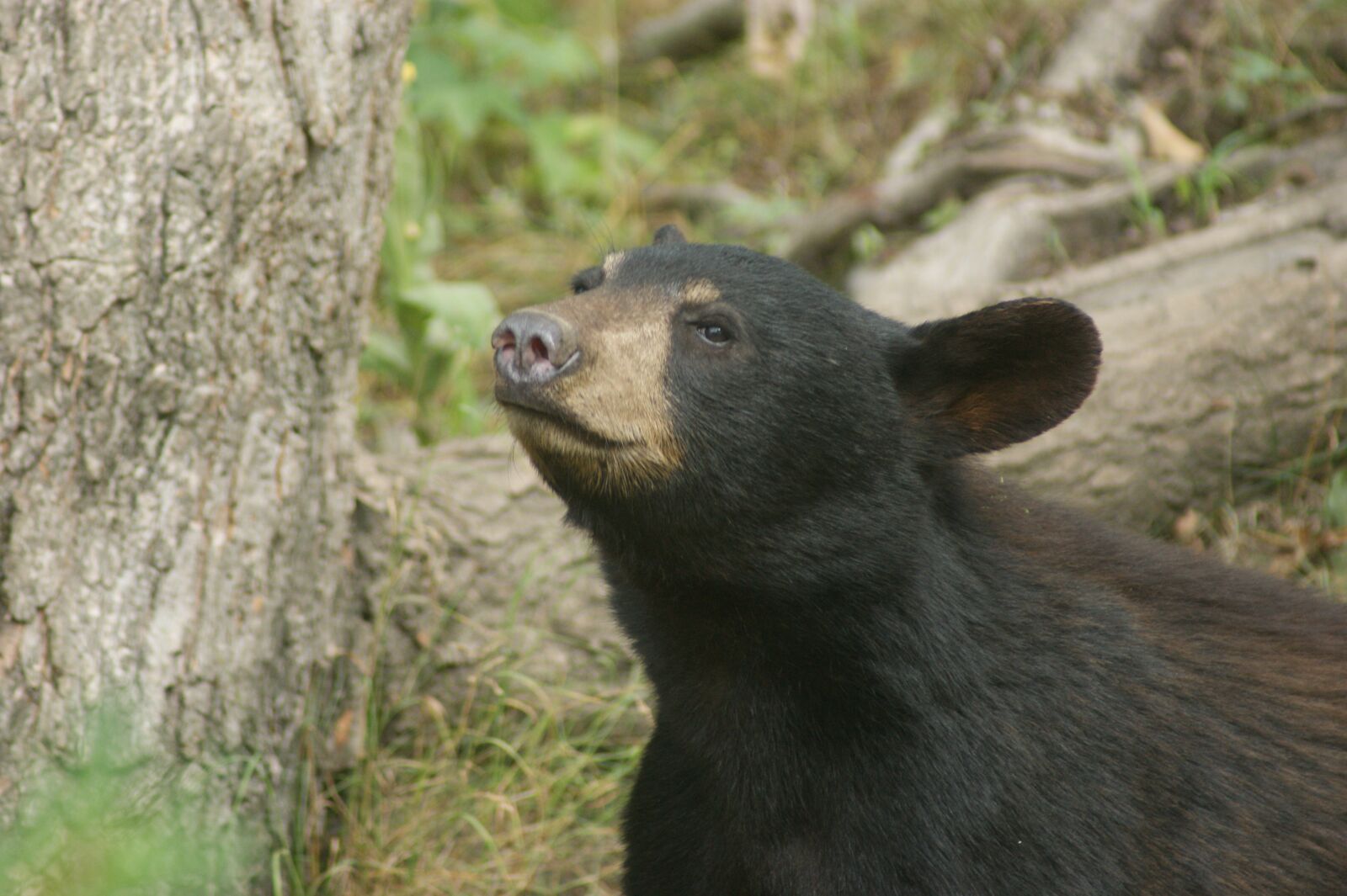 Sony Alpha DSLR-A350 sample photo. Bear, black bear, animal photography