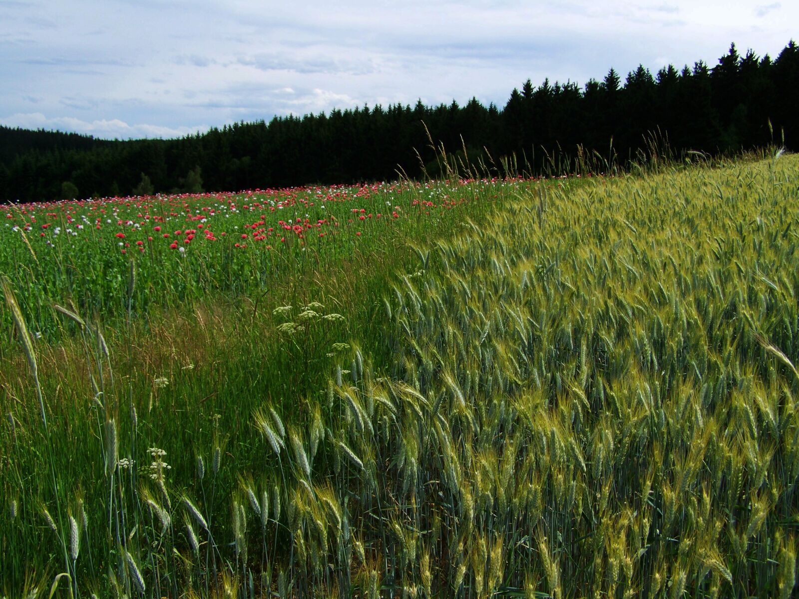 Kodak EASYSHARE ZD710 ZOOM DIGITAL CAMERA sample photo. Grain earth, agriculture, landscape photography