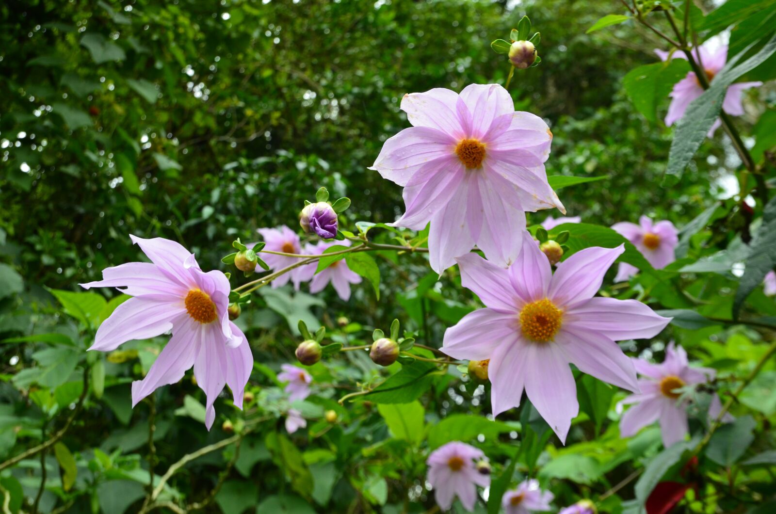 Nikon D7000 sample photo. Flower, blossom, exotic photography