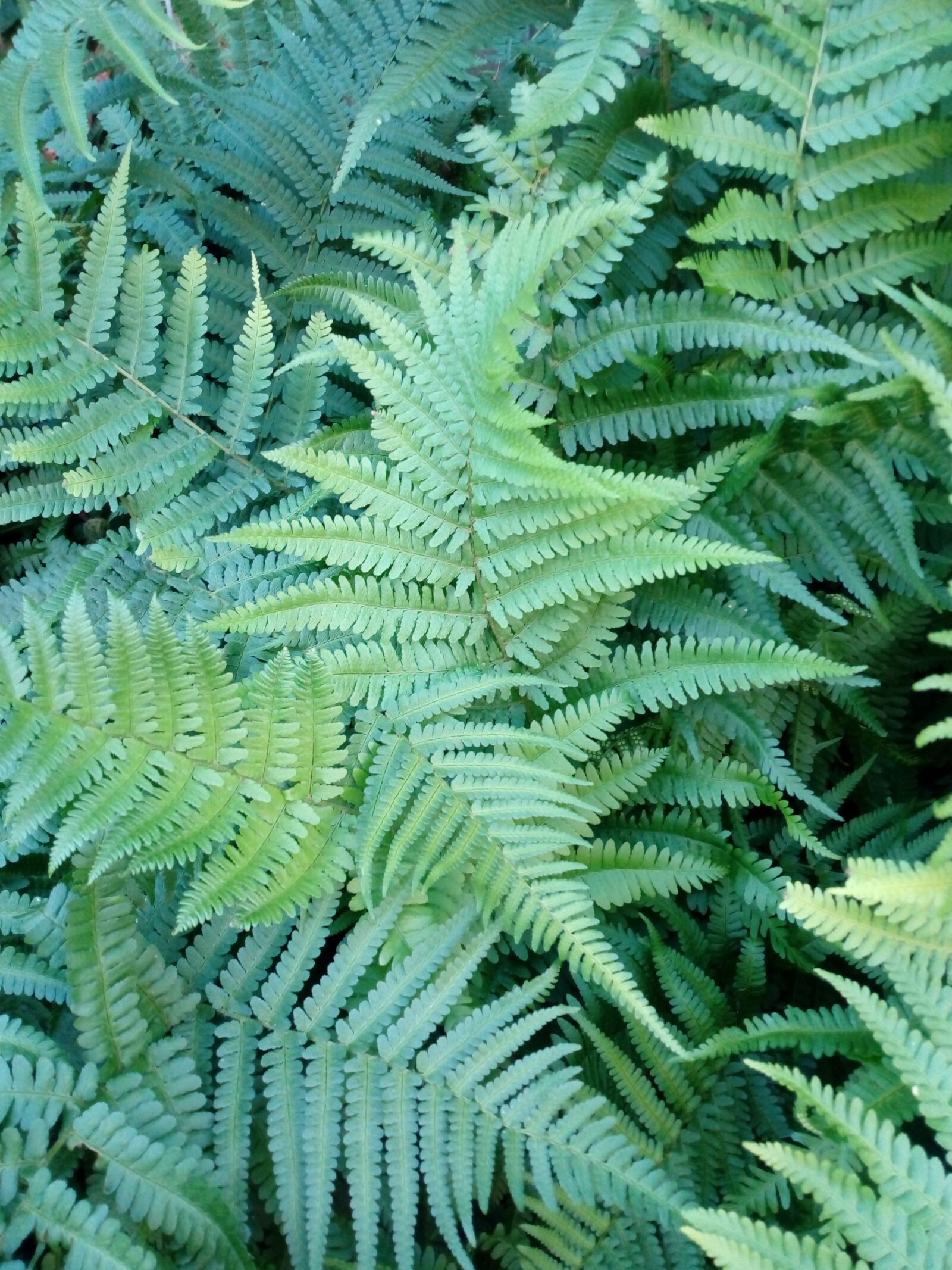 HUAWEI Y6 2017 sample photo. Fern, green, leaves photography