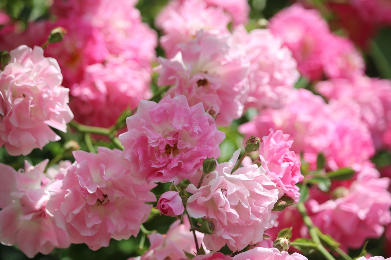 Canon EOS 750D (EOS Rebel T6i / EOS Kiss X8i) sample photo. Rose, pink, red photography