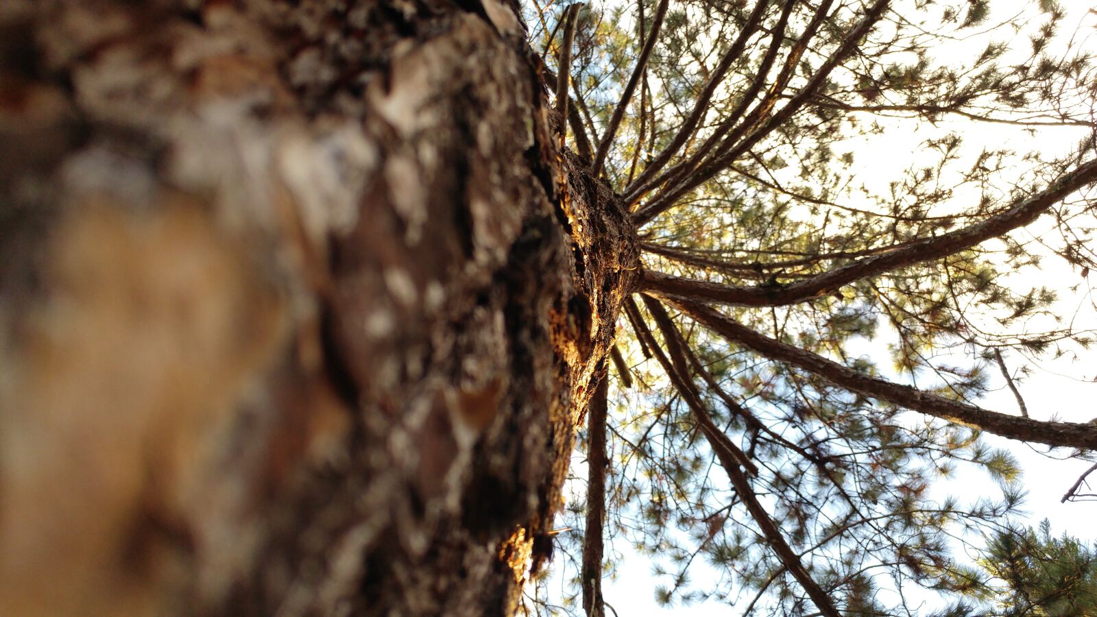 LG G5 sample photo. Nature, tree, wood photography