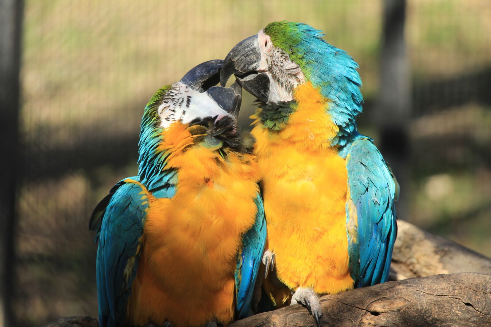 Canon EOS 1200D (EOS Rebel T5 / EOS Kiss X70 / EOS Hi) + Canon EF-S 18-135mm F3.5-5.6 IS STM sample photo. Couple macaw, couple, macaw photography
