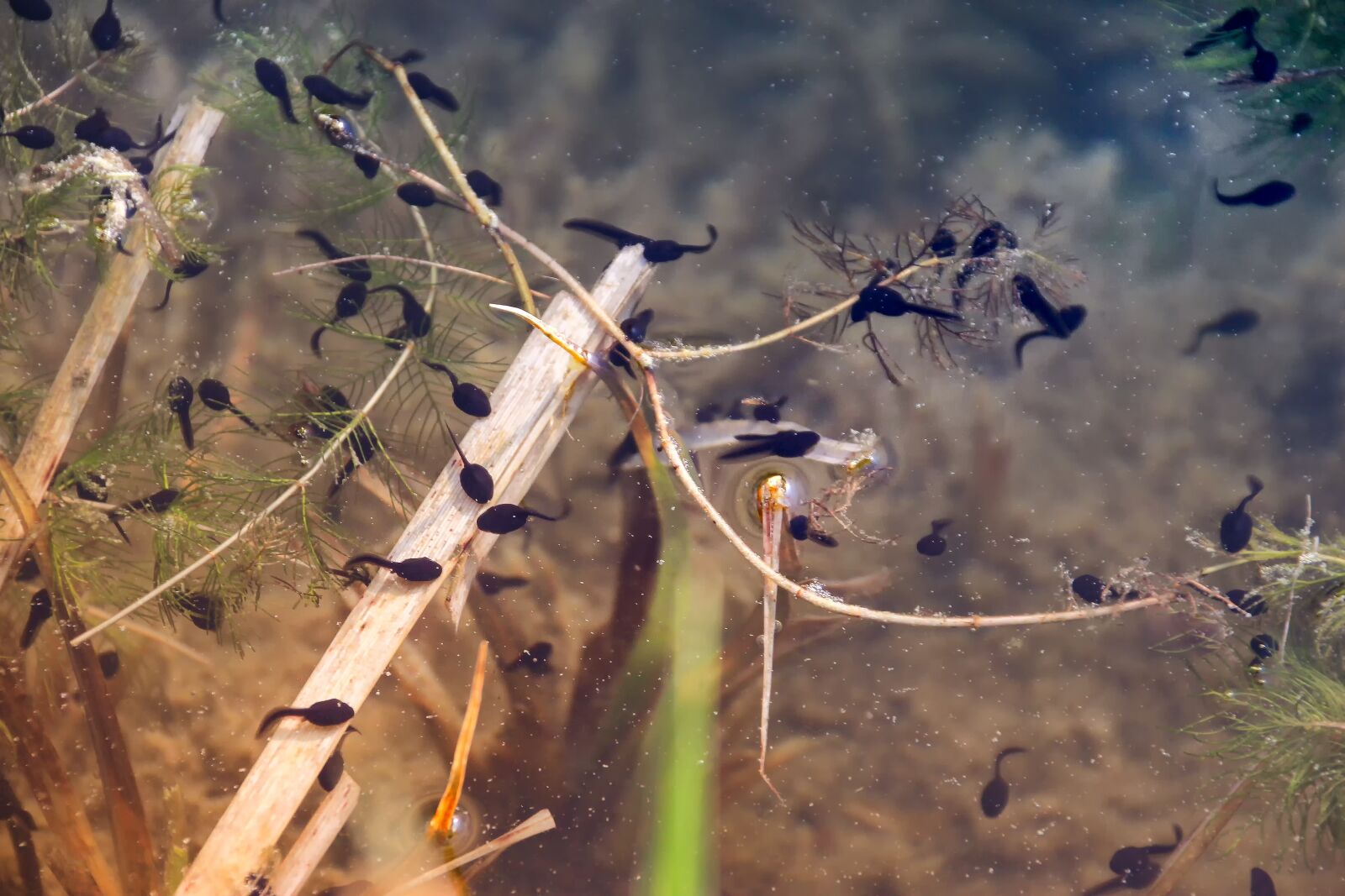 Canon EOS 60D sample photo. Nature, animal world, tadpoles photography