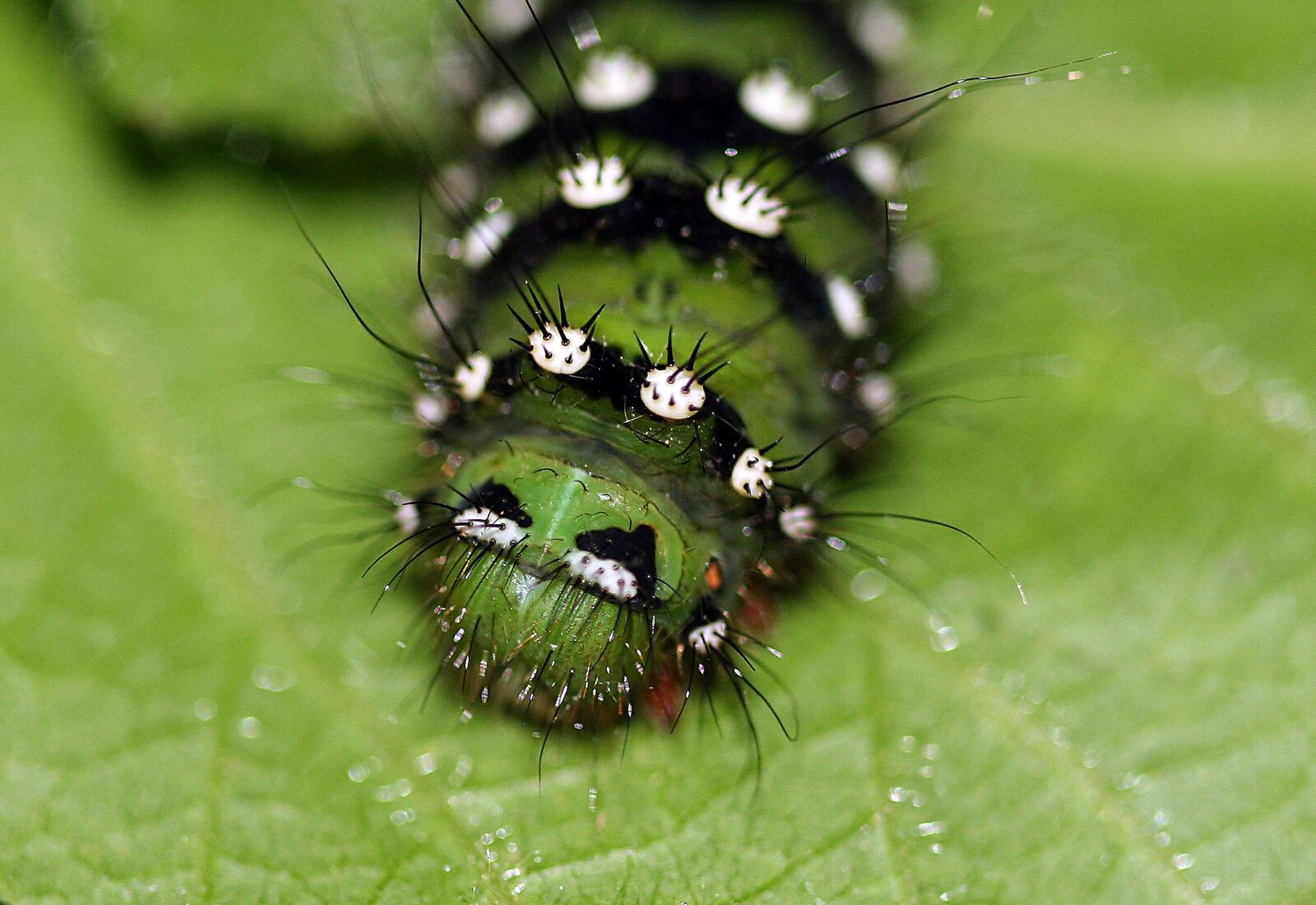 Canon EOS 350D (EOS Digital Rebel XT / EOS Kiss Digital N) sample photo. Caterpillar, larva, insect photography