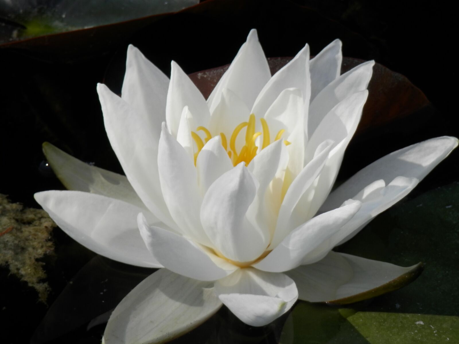Olympus SZ-14 sample photo. Nature, flower, flowers photography