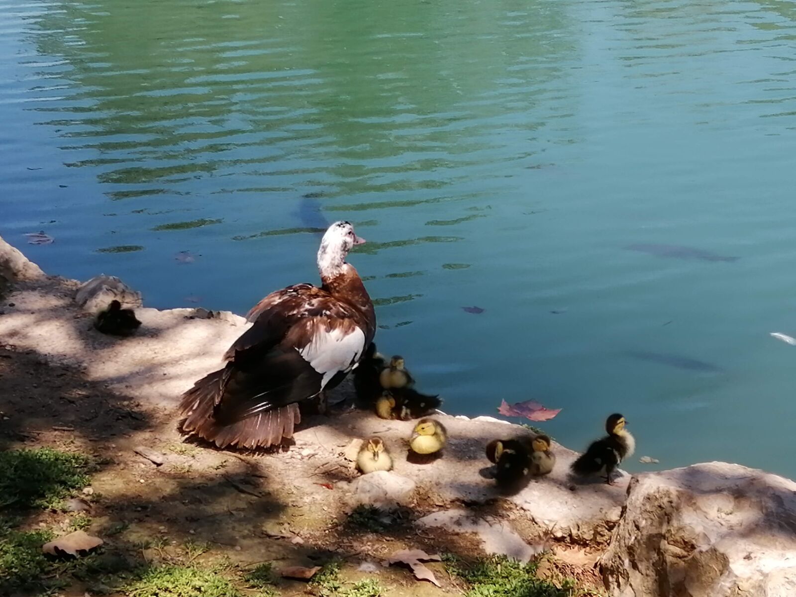 HUAWEI P SMART 2019 sample photo. Family, animals, mother photography