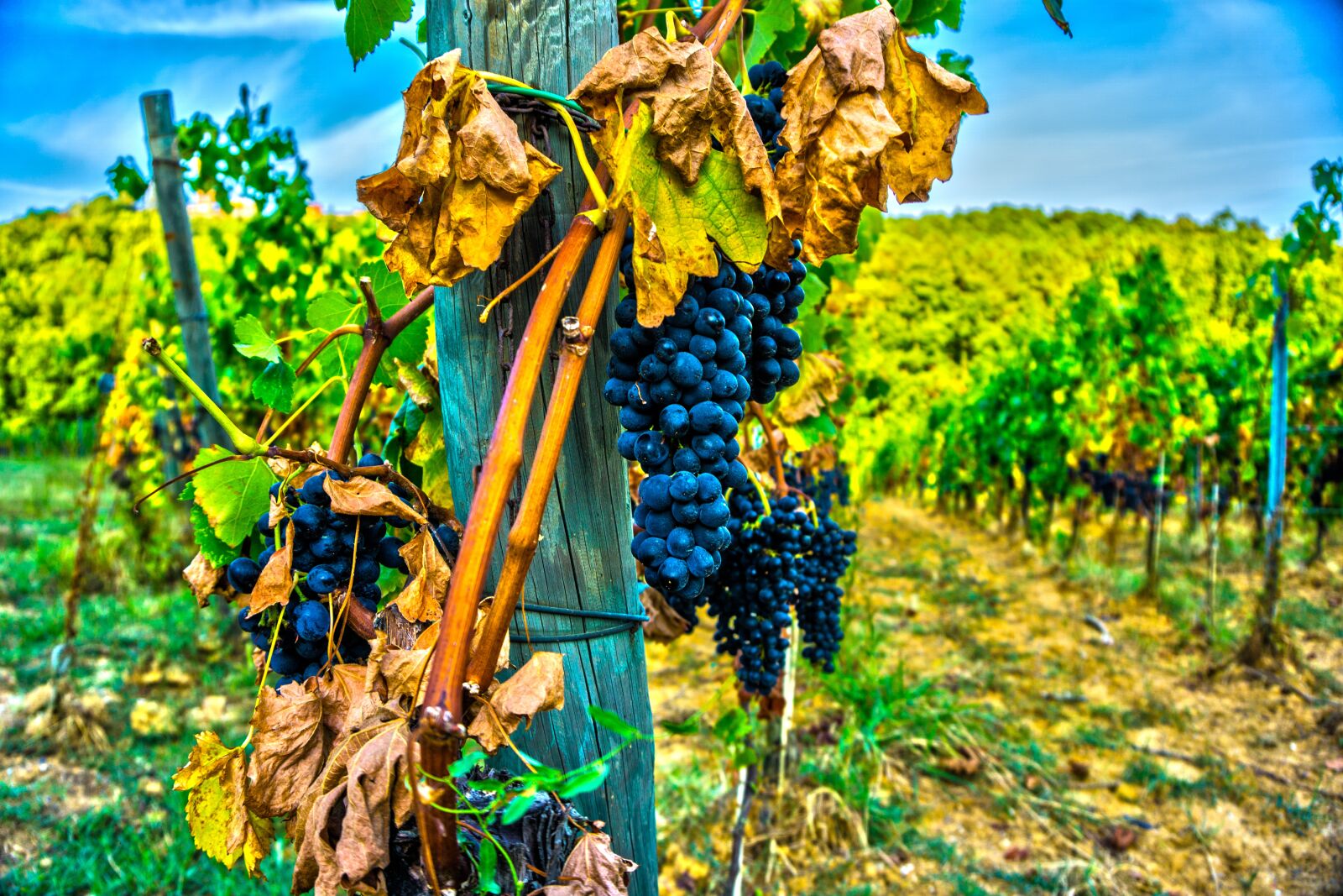 Sony a6000 sample photo. Grape, wine, grapes photography