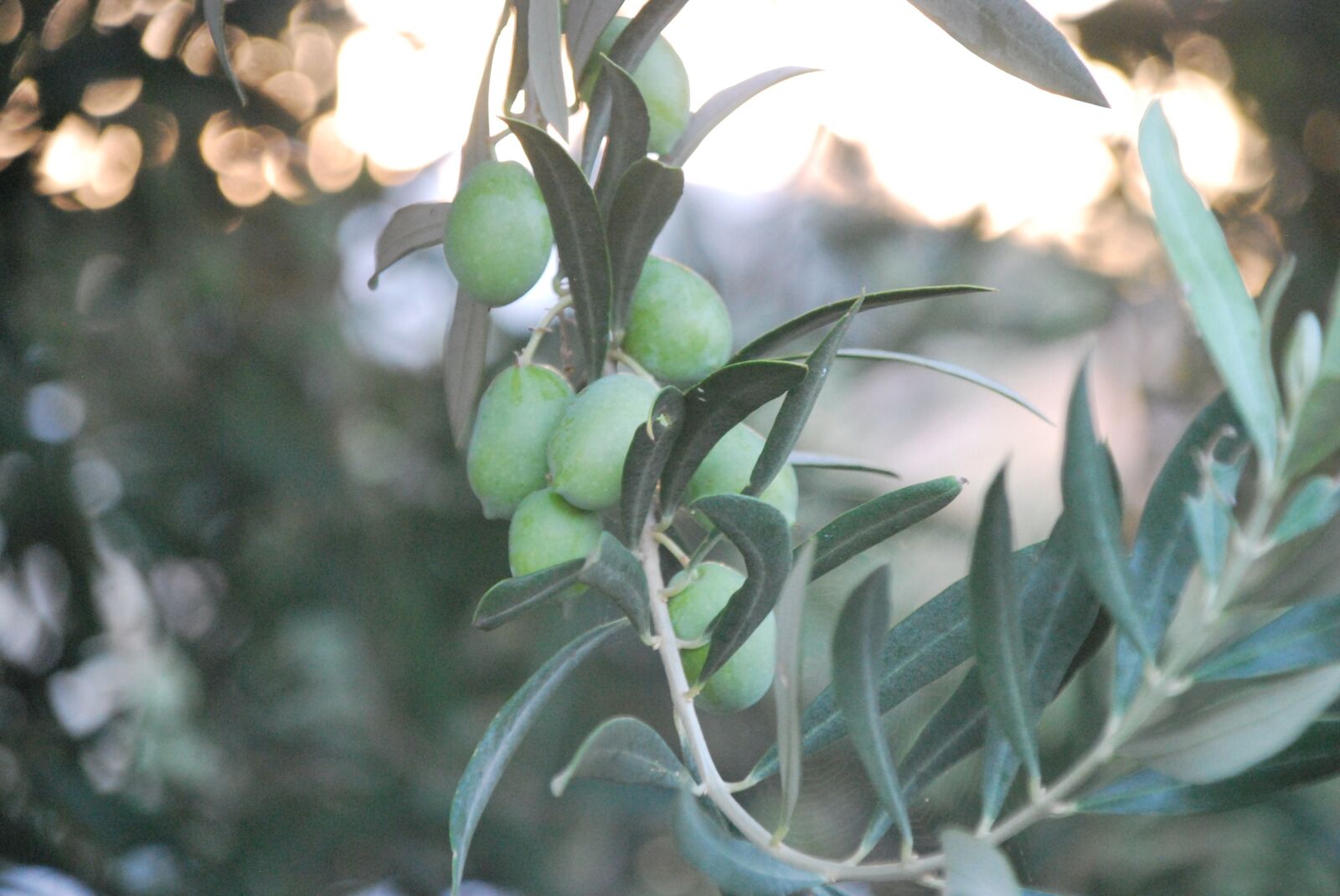 Nikon D60 sample photo. Fall, olive, olivier photography
