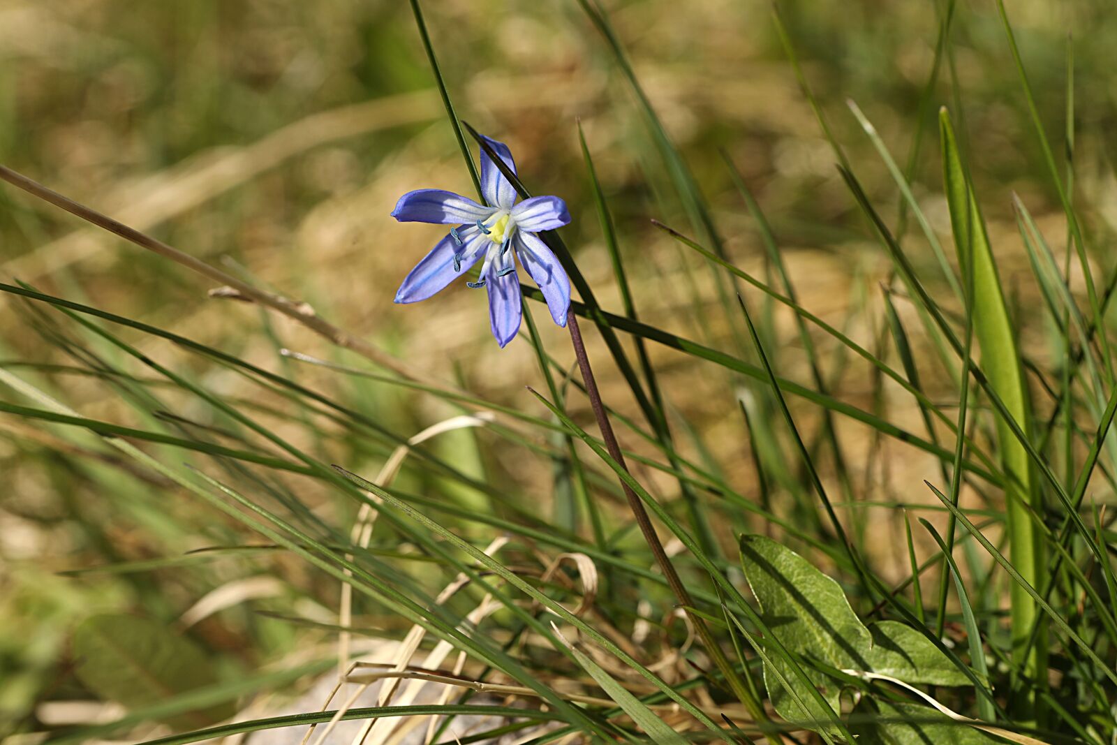 Canon EOS R sample photo. Flower, spring, blue photography