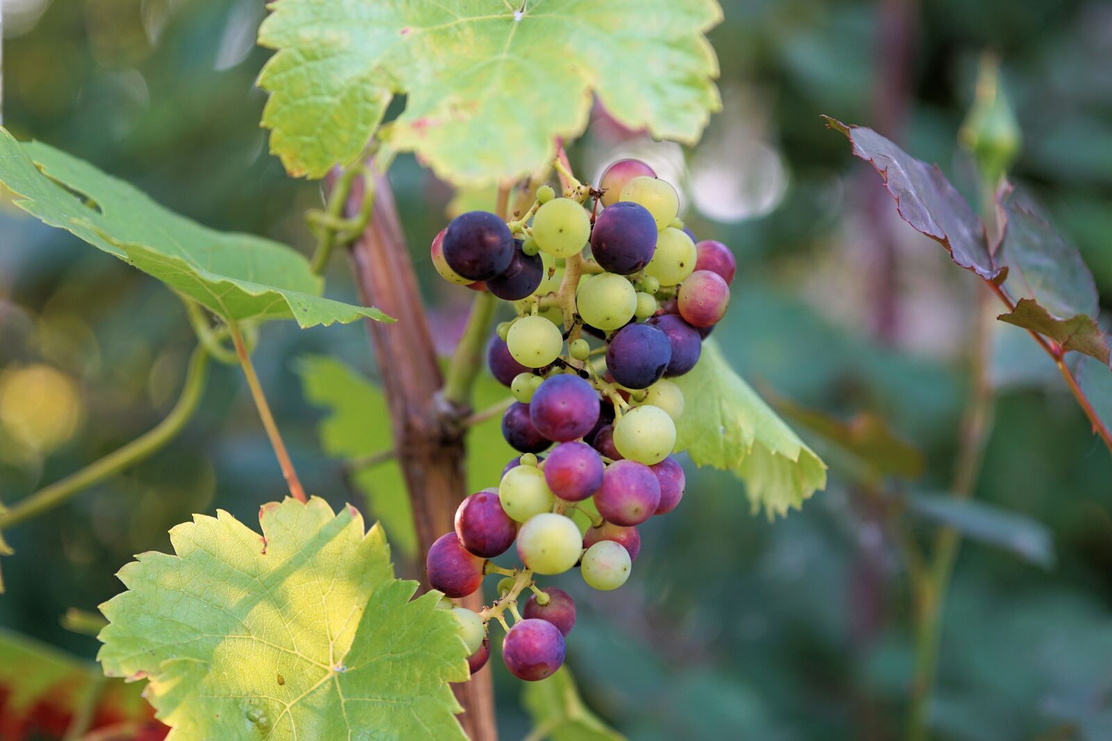Sony a6000 + E 60mm F2.8 sample photo. Wine, grape, winegrowing photography